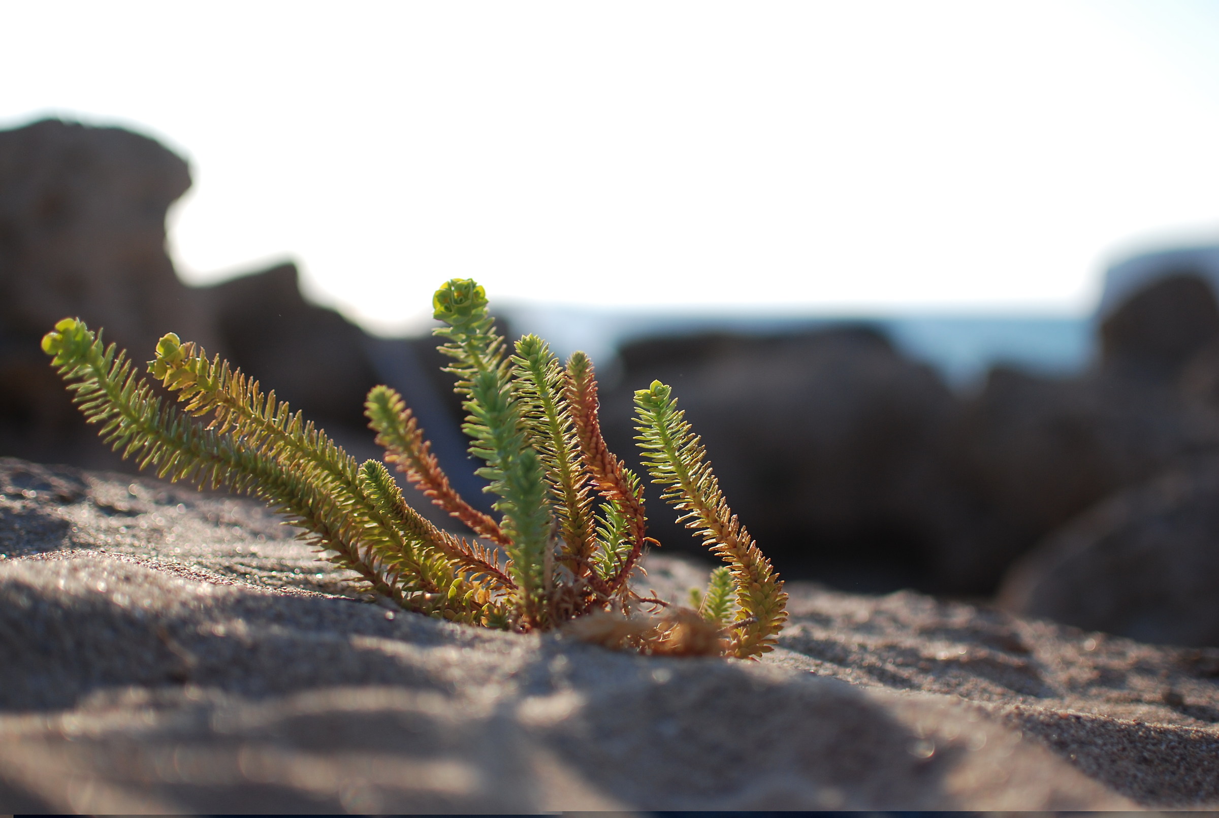 Flora, Falassarna, Creta