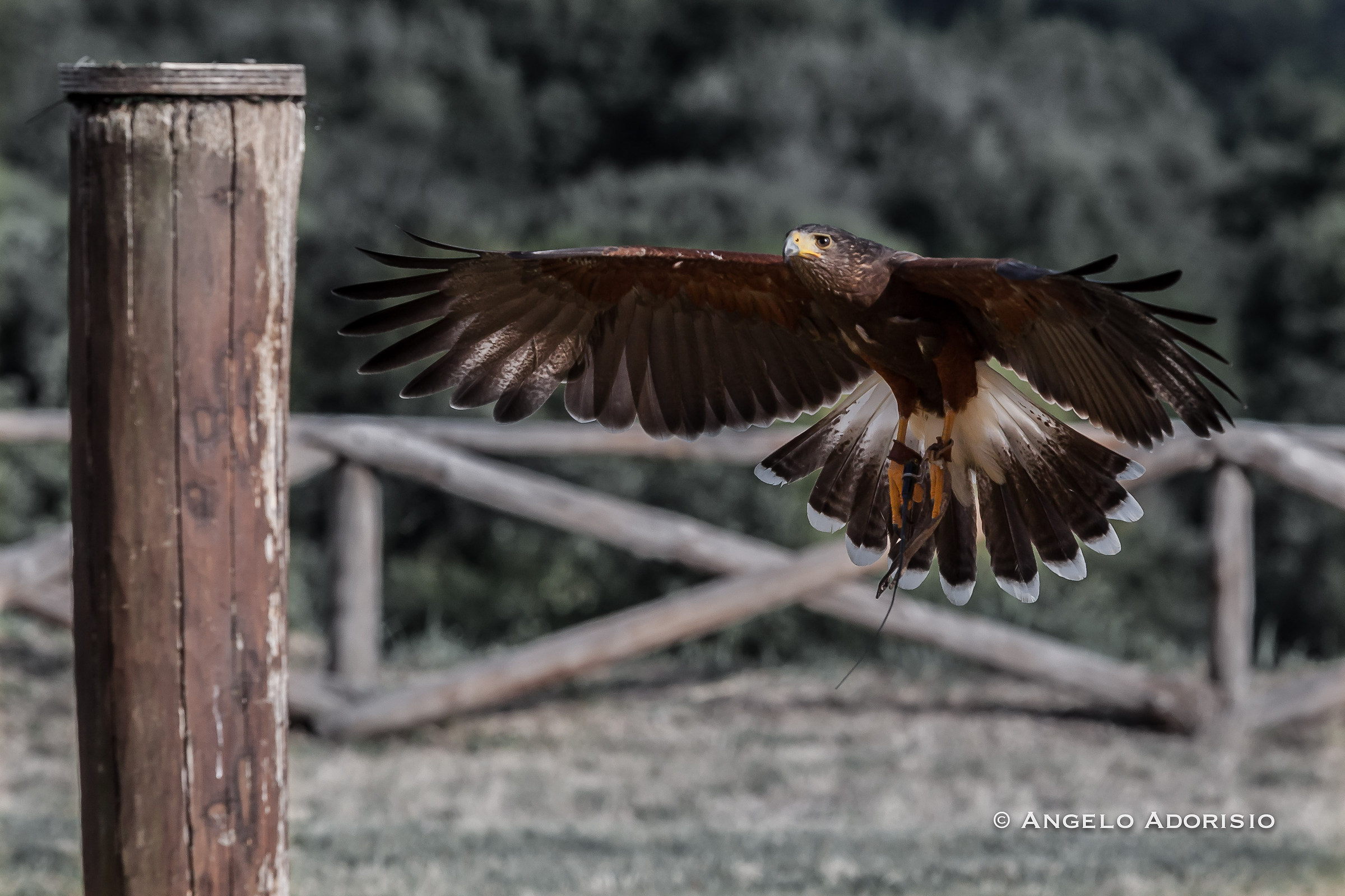 Trevignano Romano - Flight Center Raptors - Poiana