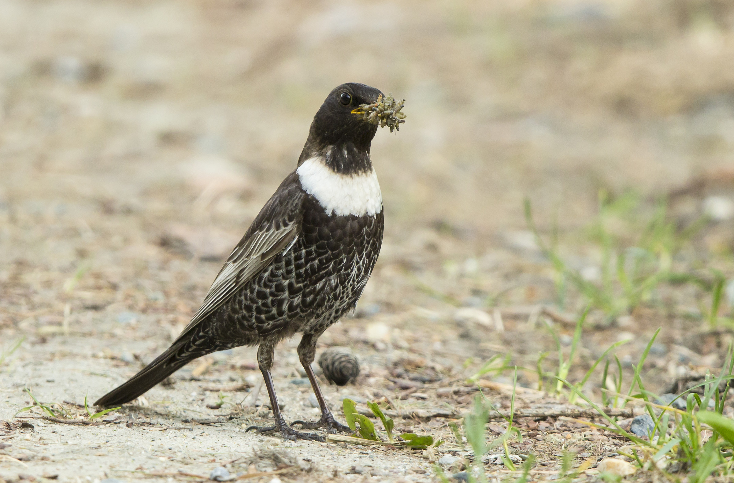 Ouzel