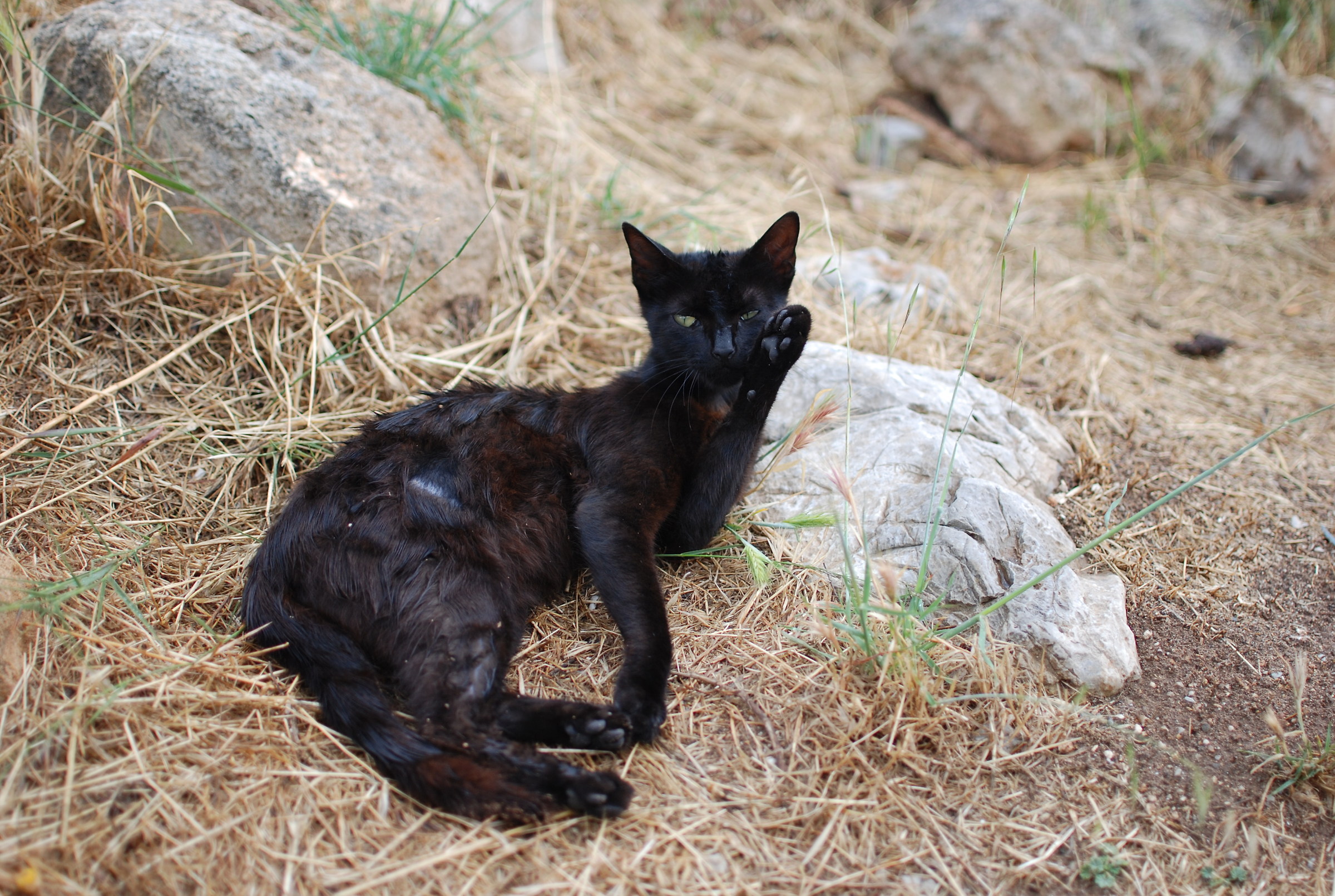Gatto malato, Rethimno, Creta