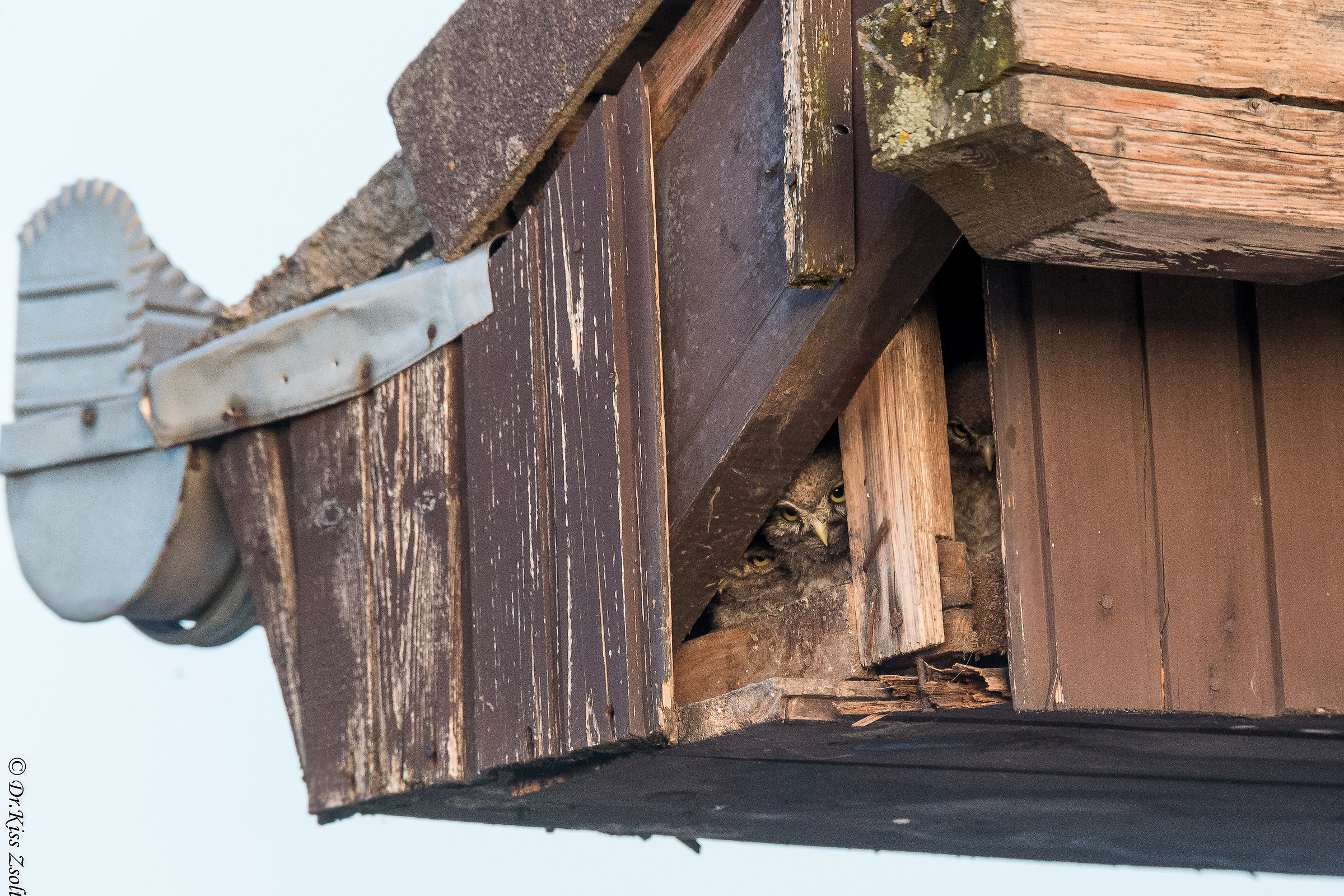 Piccoli nidiacei gufo alla fine scatola