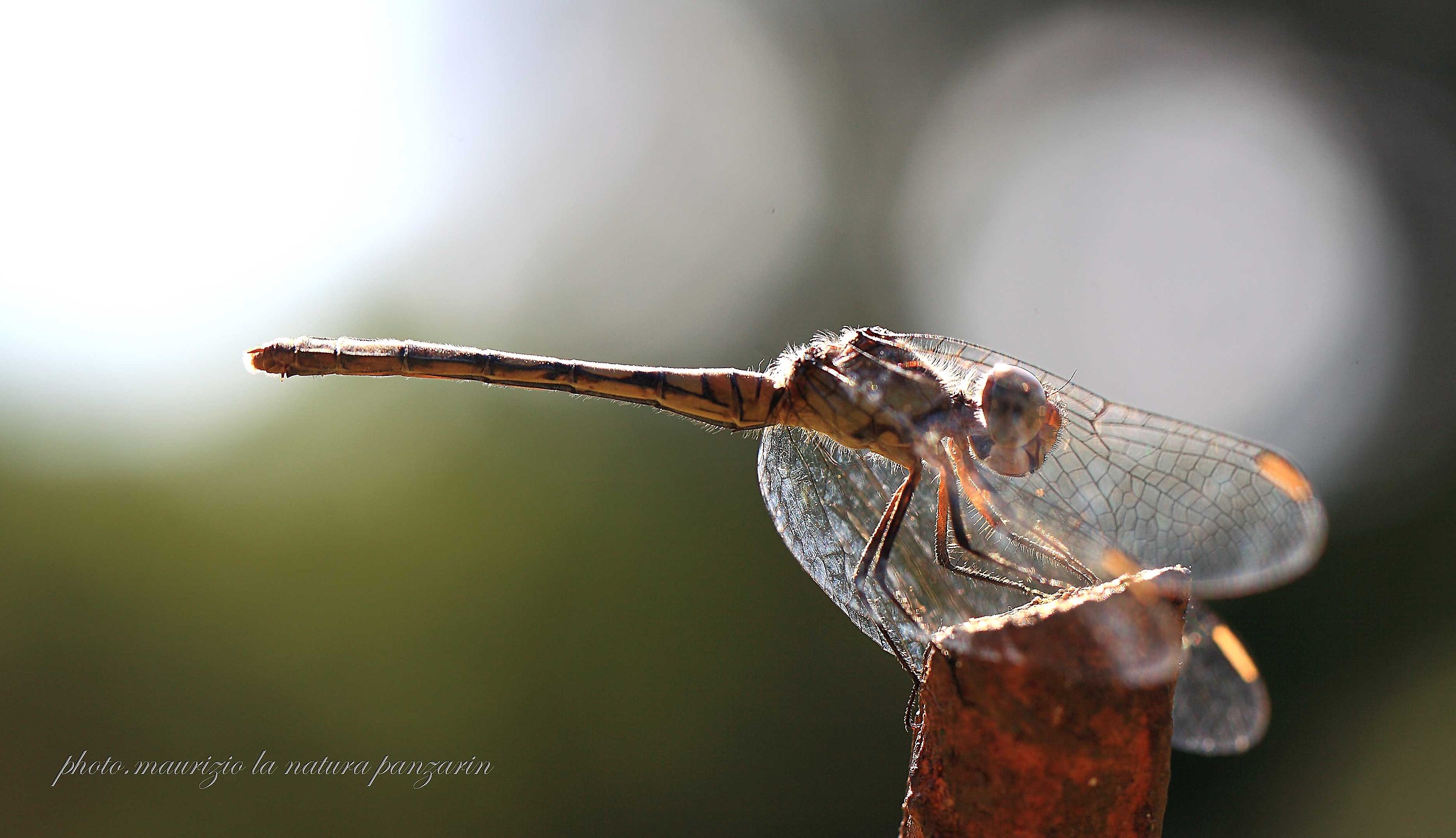 libellula