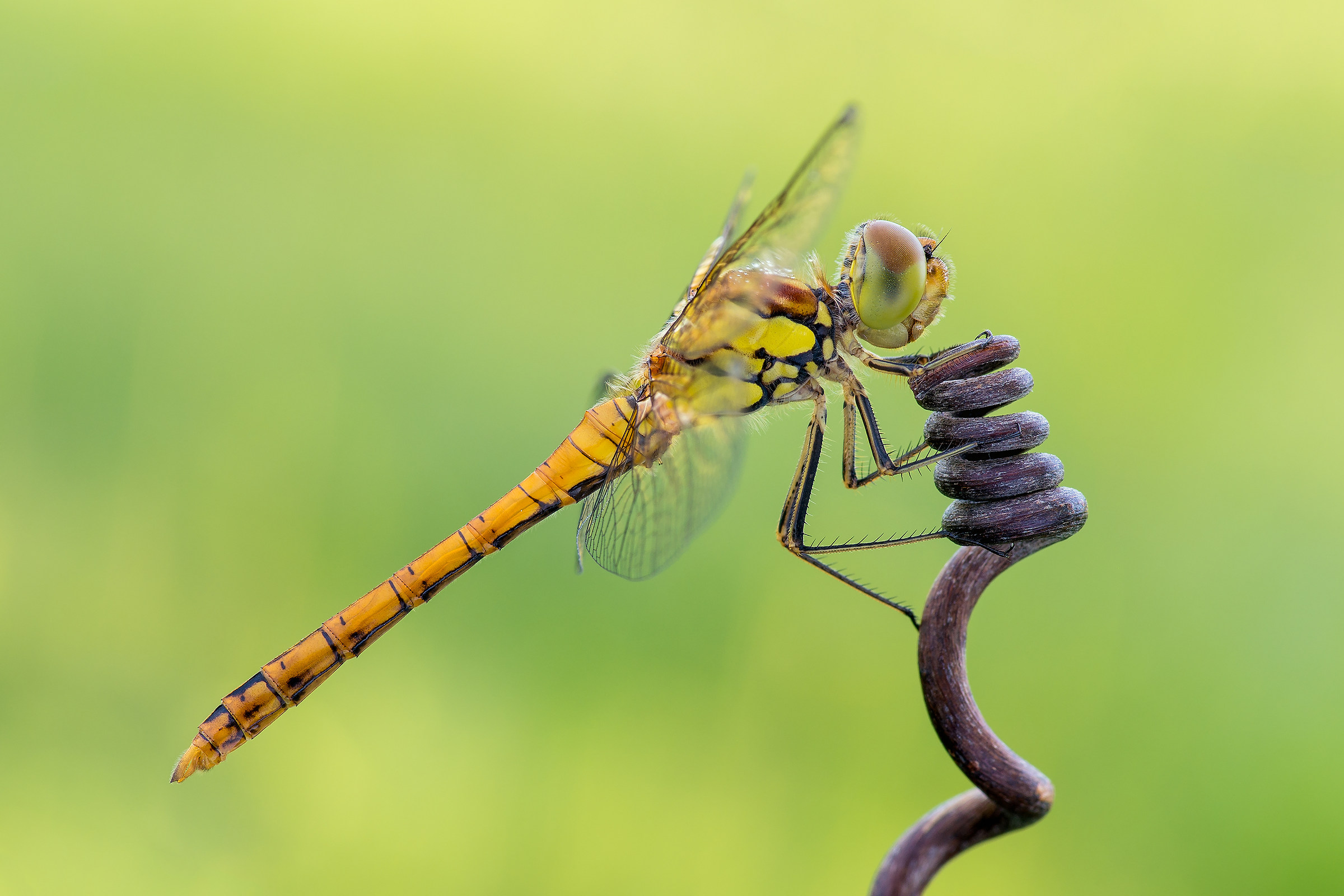 Sympetrum striolatum