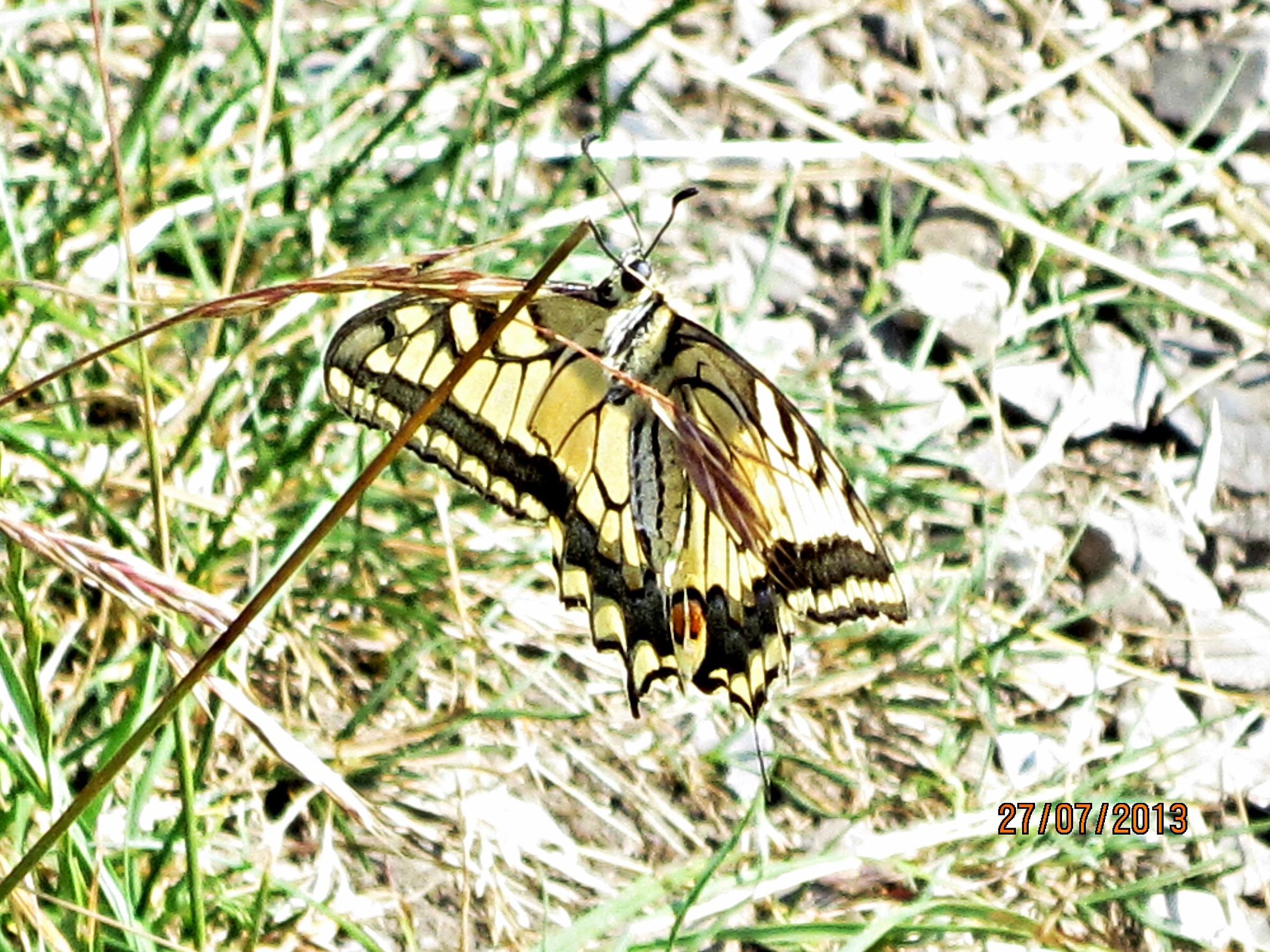 Papillo Machaon
