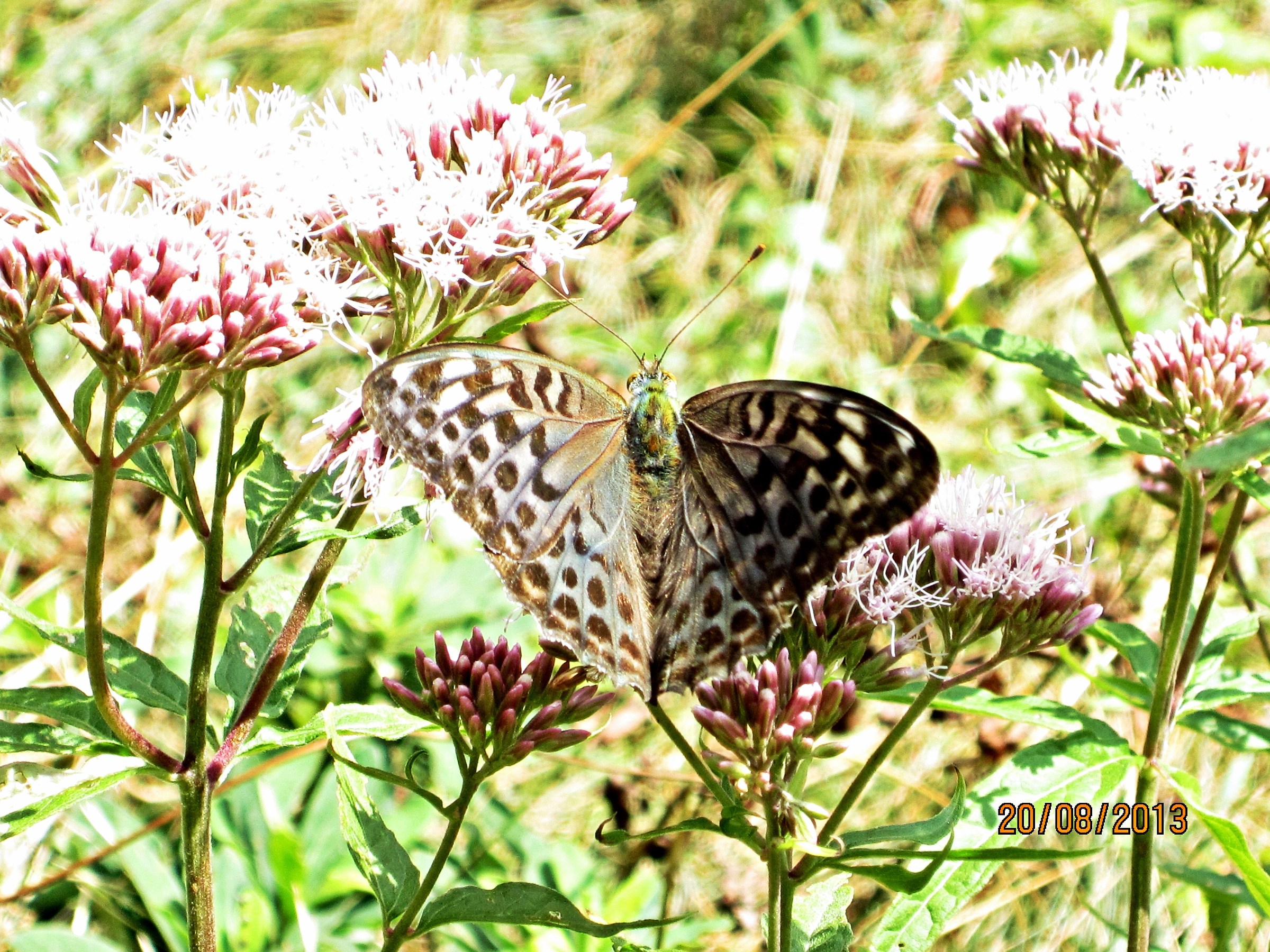 Argynnis paphia