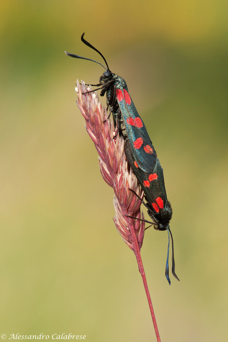 Zygaena filipendulae