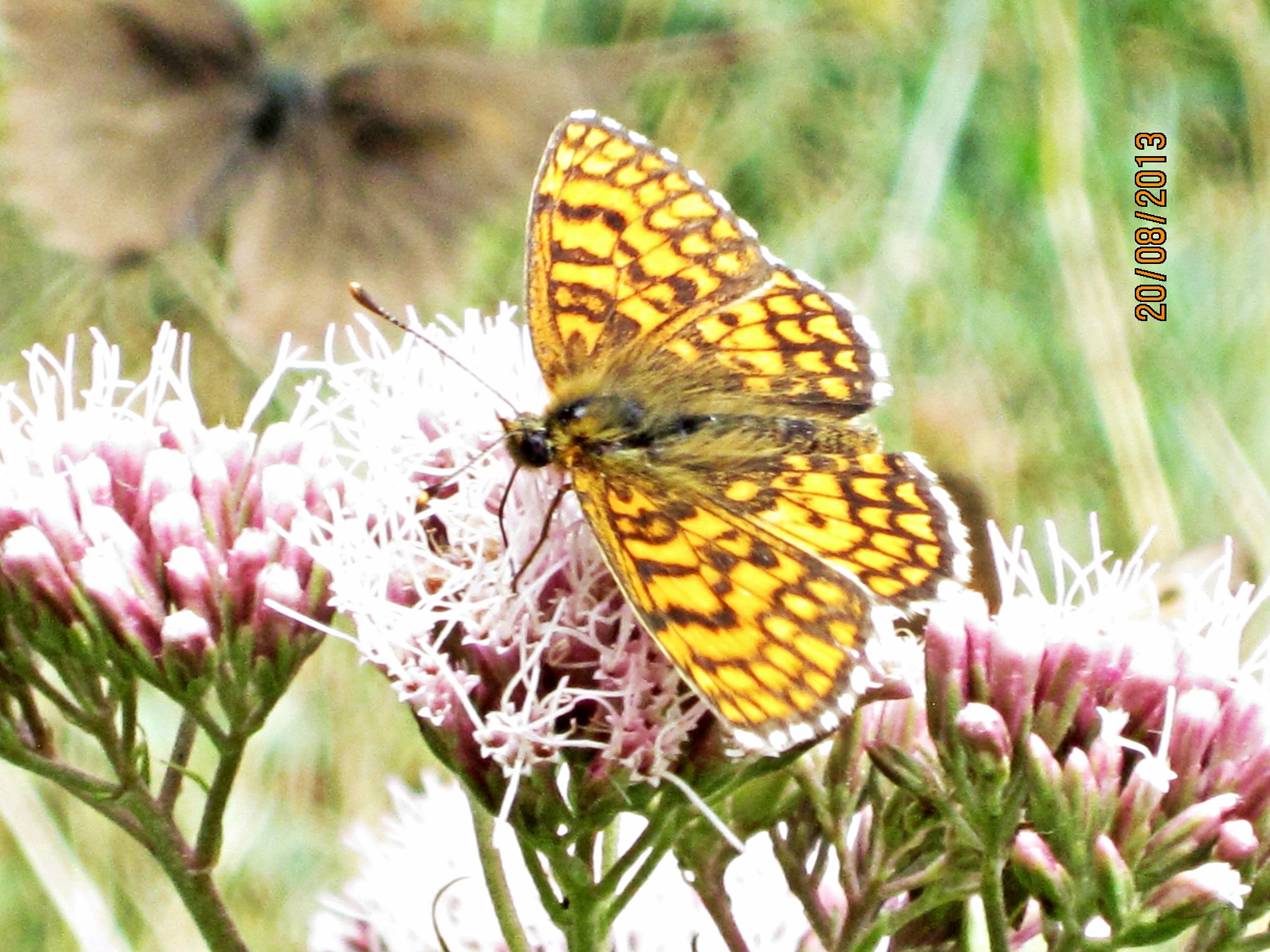 Melitaea athalia