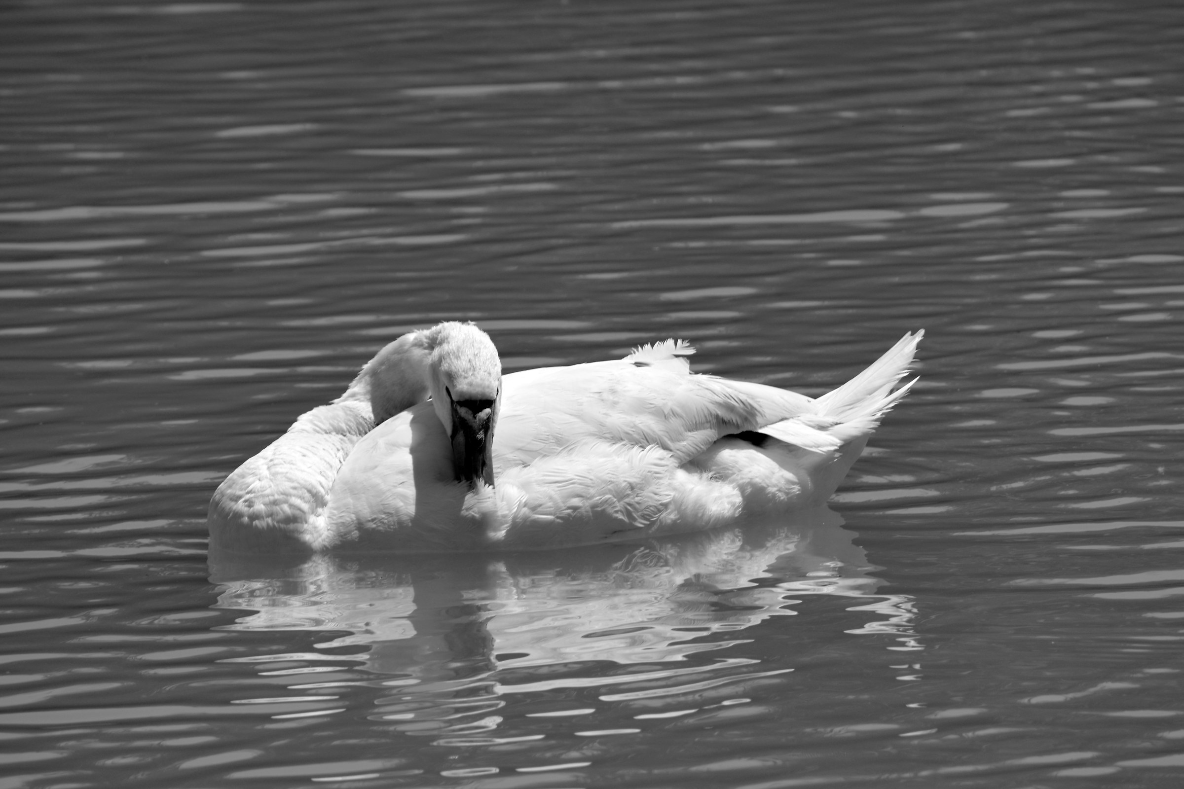 The rest of the King