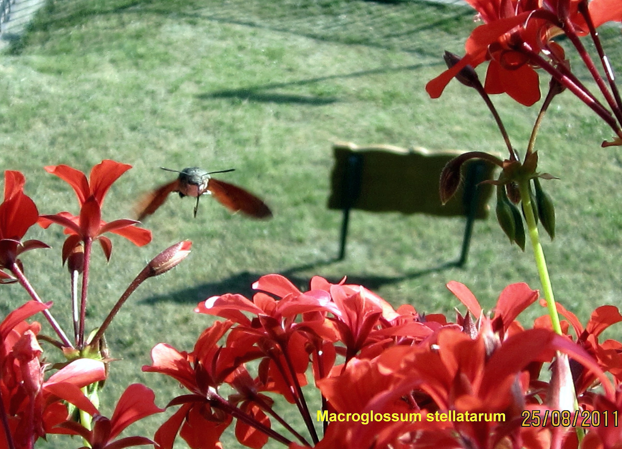 Macroglossun stellatorum (sfinge del galio)