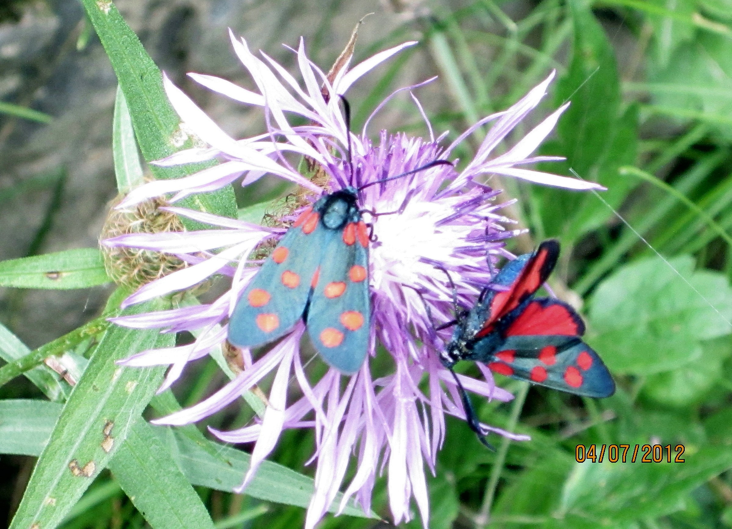 Zygaena filipendulae