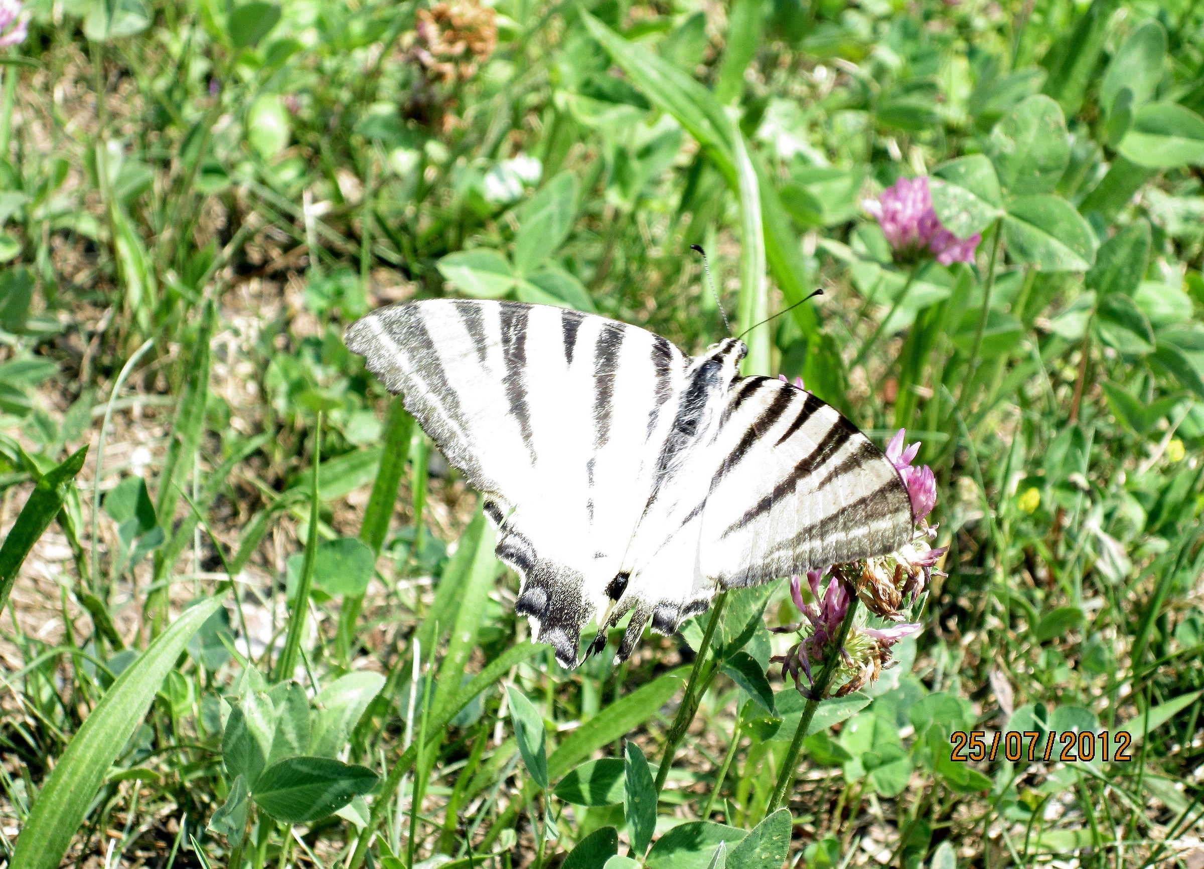 Iphiclides podalirius (Podalino)