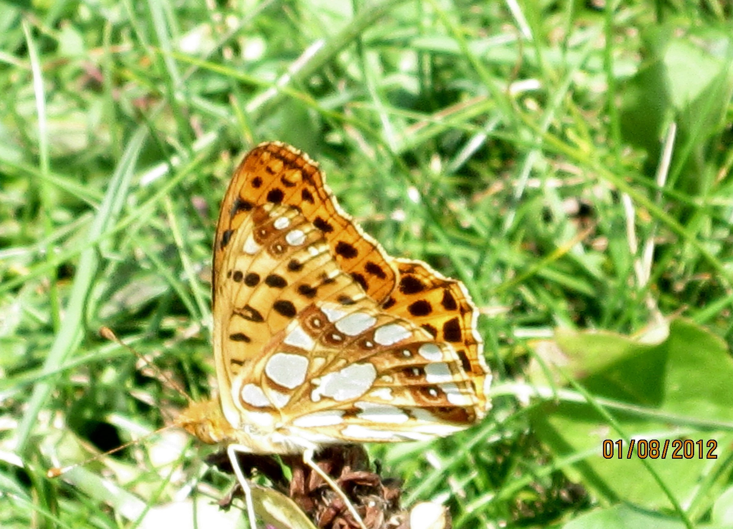 Argynnis niobe