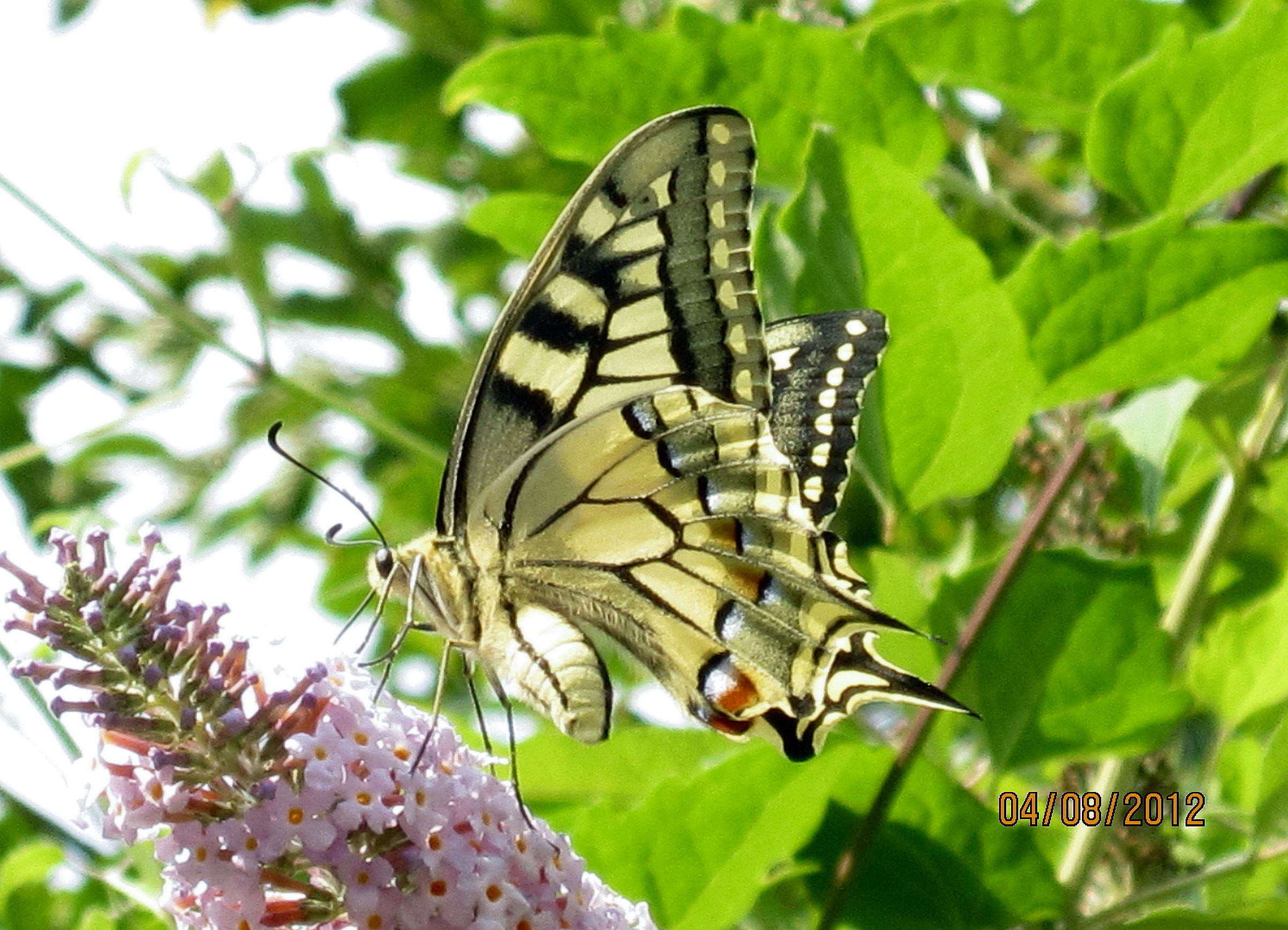 Papillo machaon