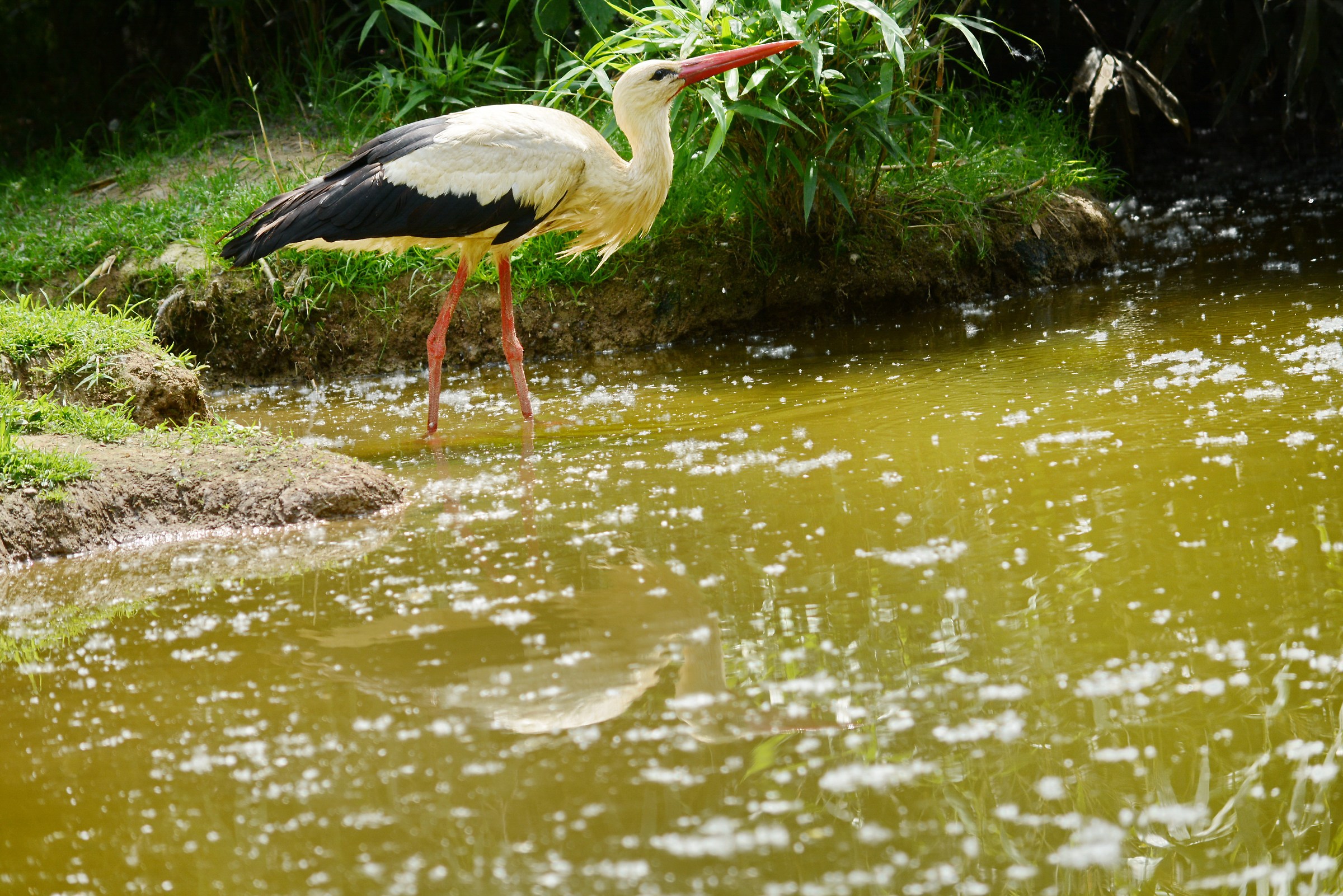 stork