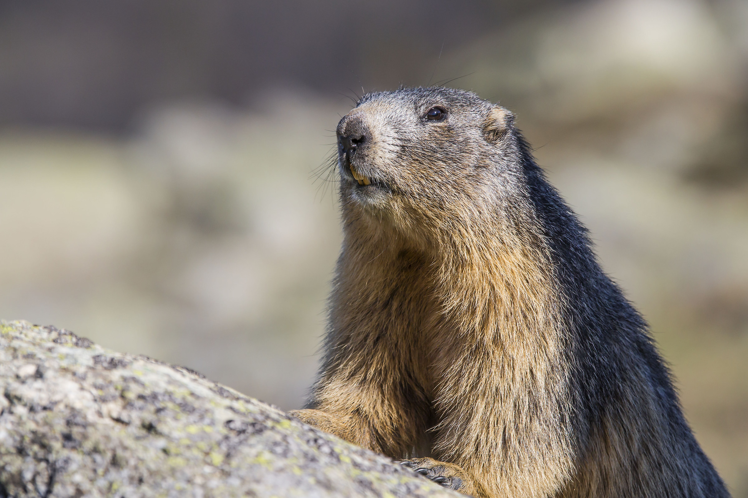 Marmotta