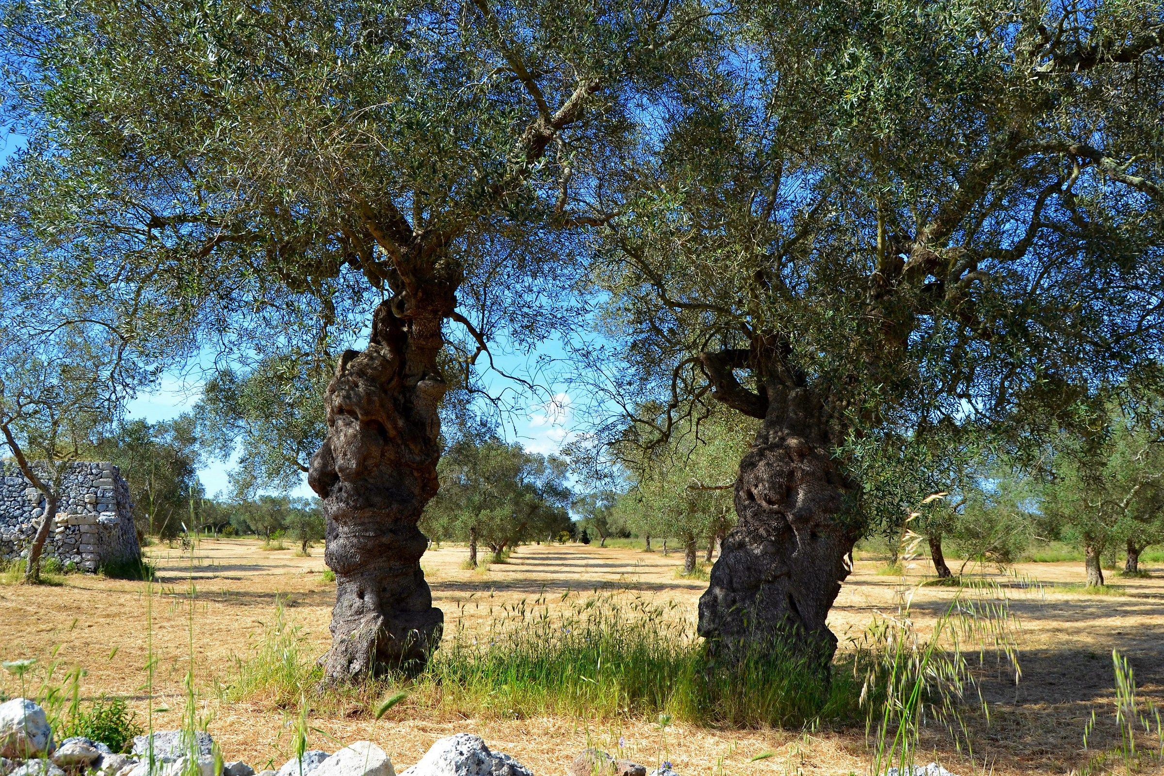 Ulivi salentini