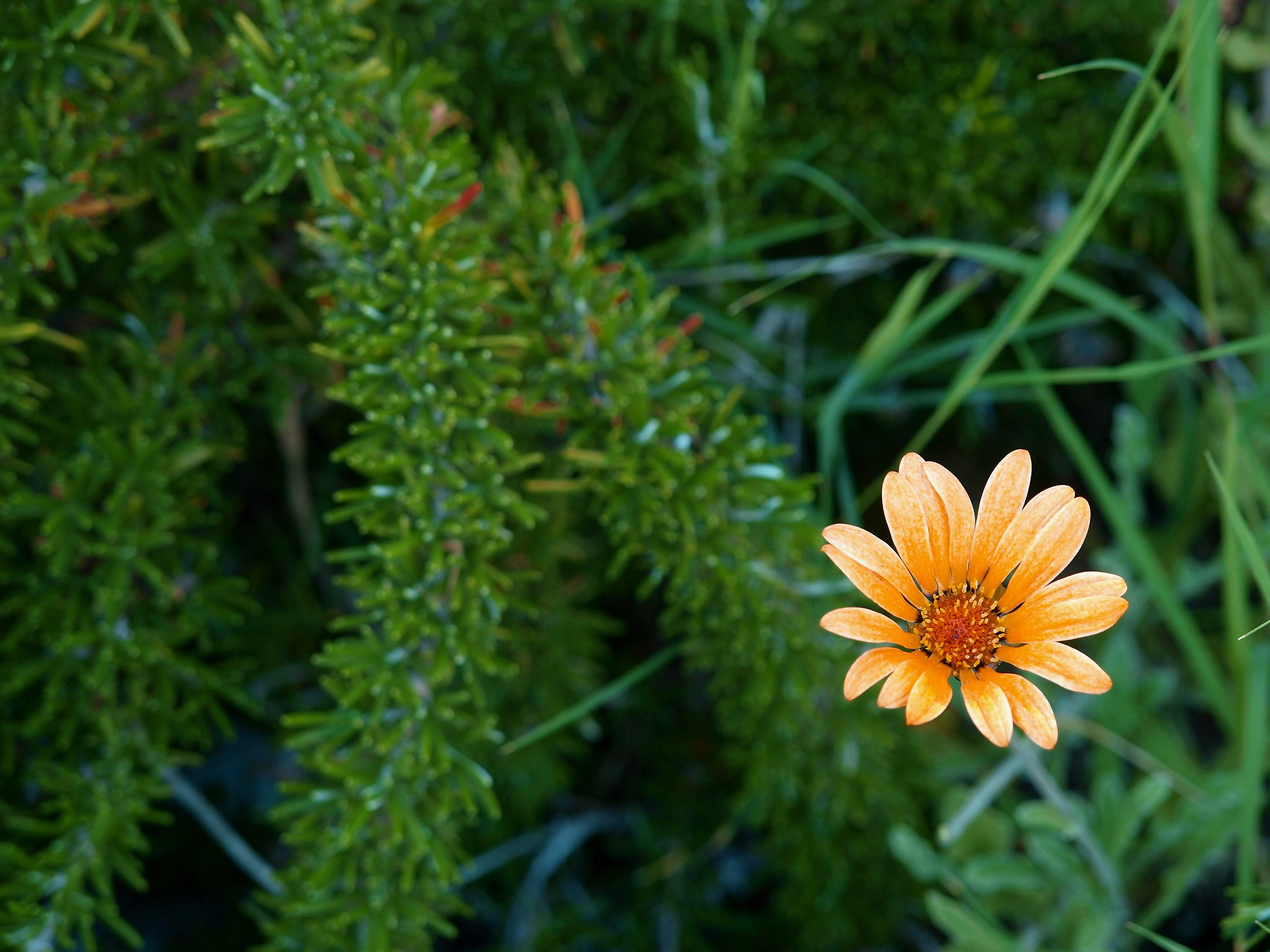Flower solitary ....