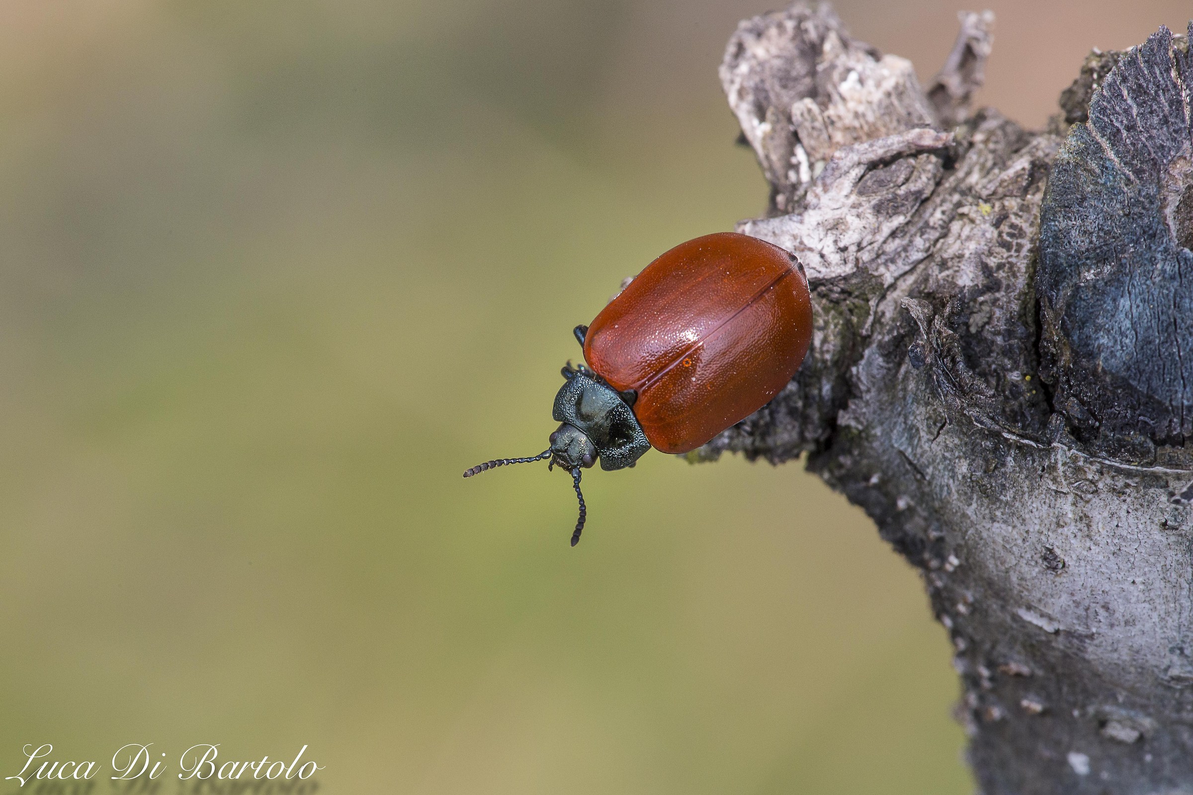 Crisomela del pioppo