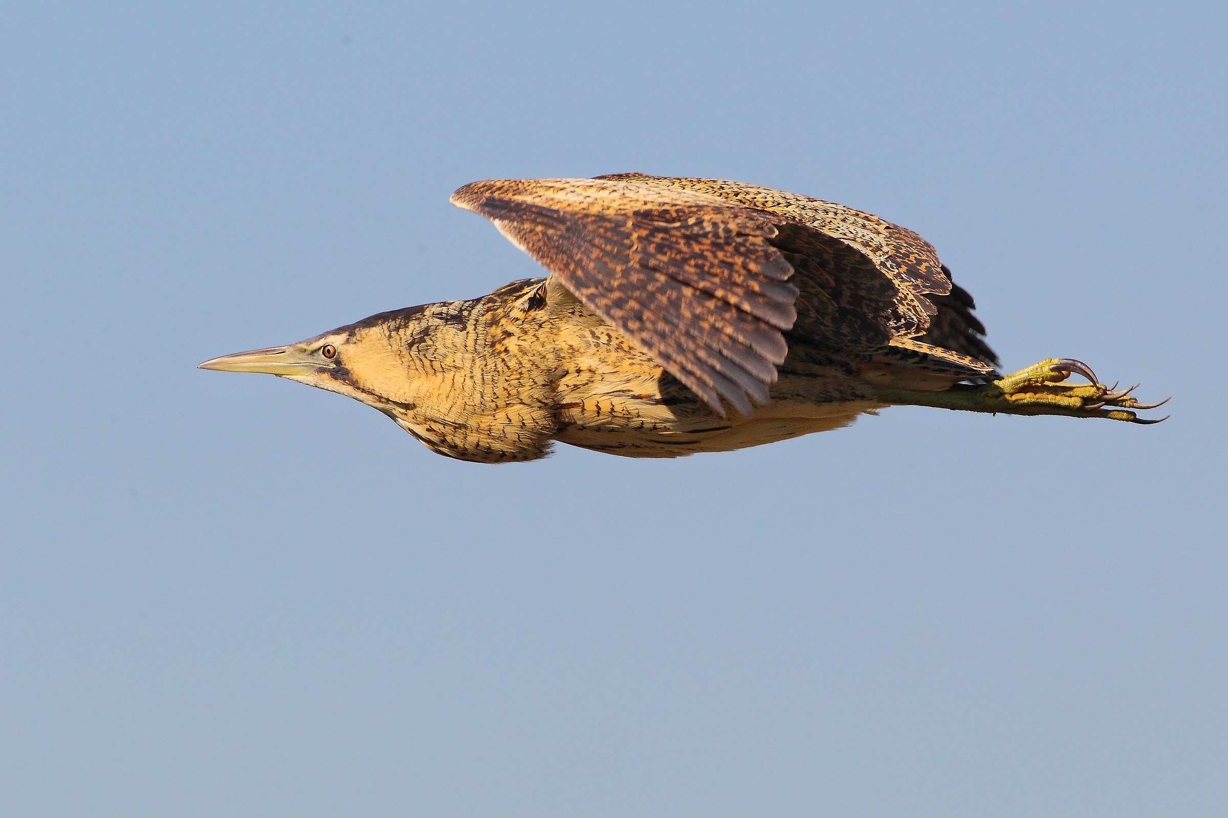 Bittern