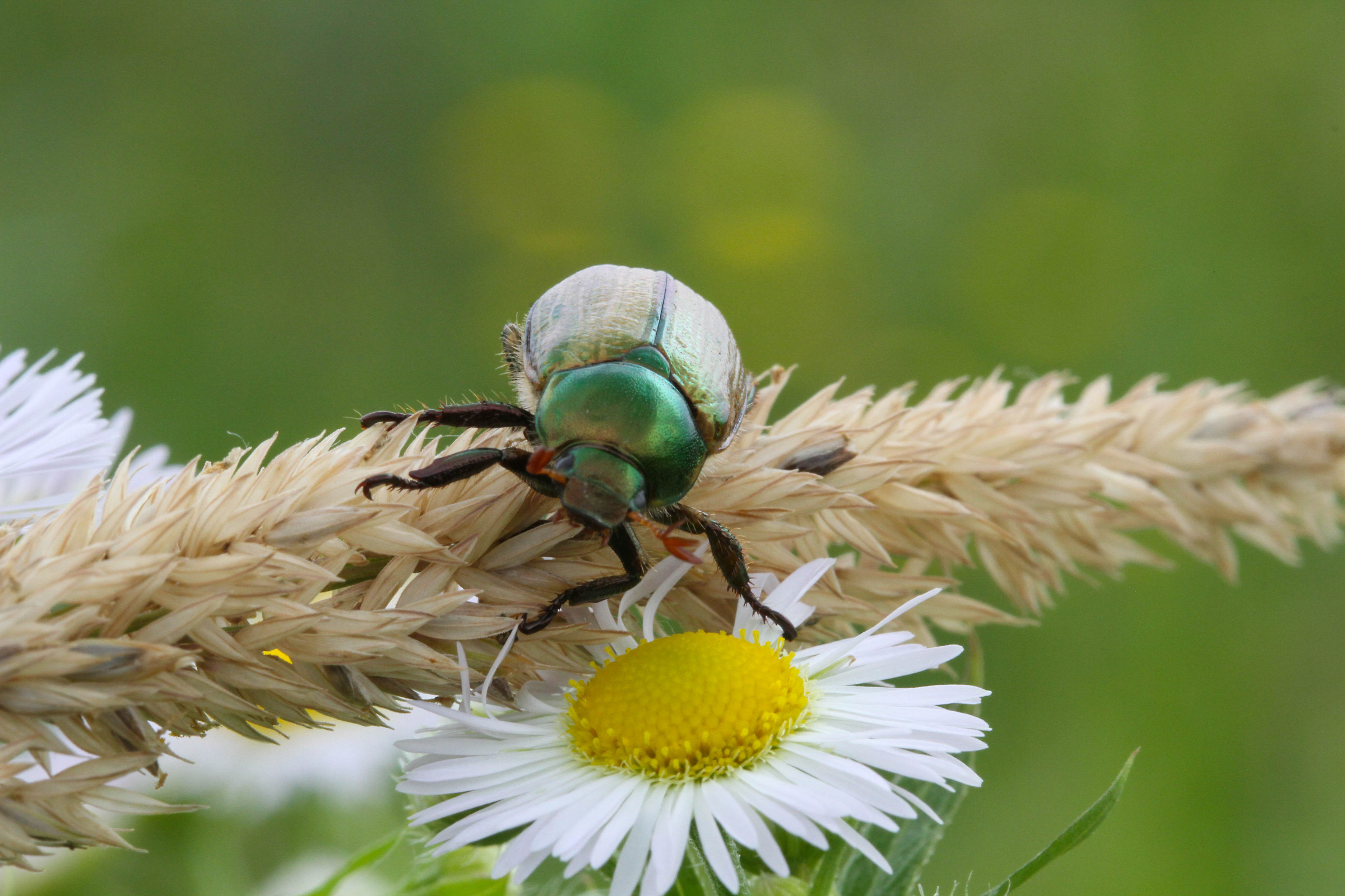 " M'ama....Non m'ama...."