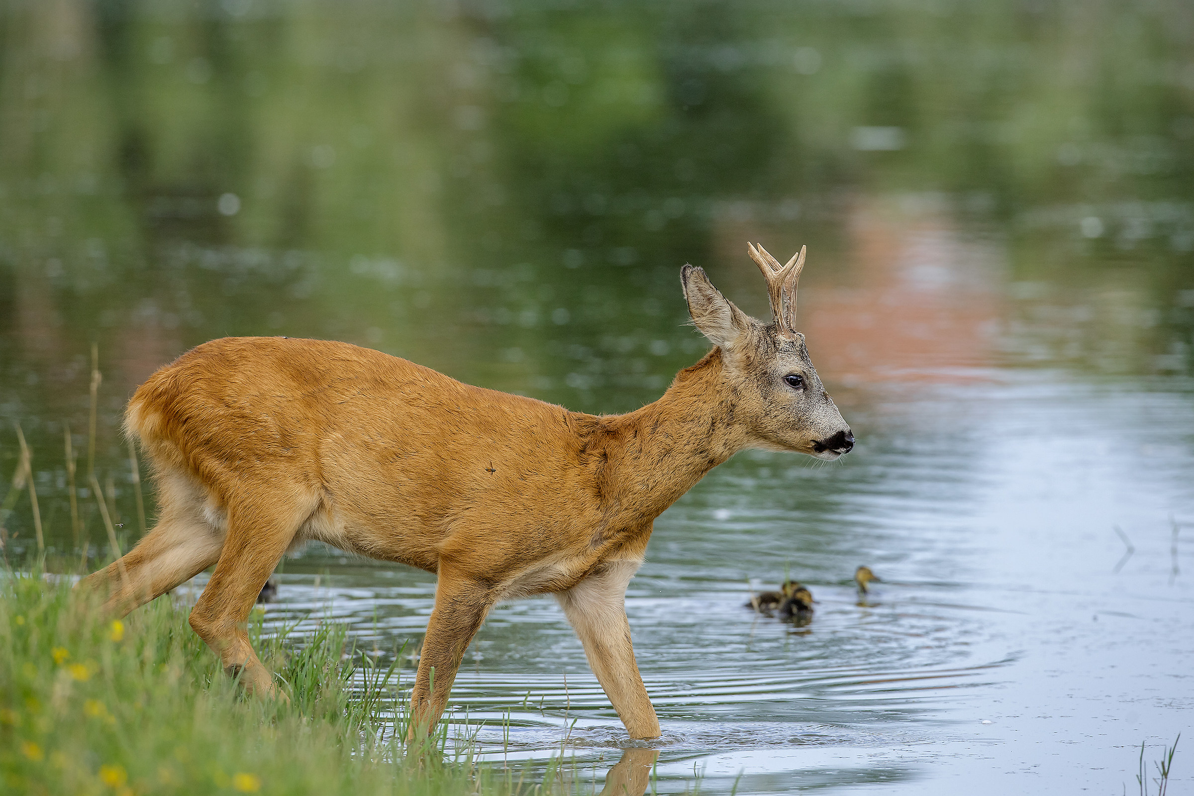 capriolo primo piano  da vedere hd