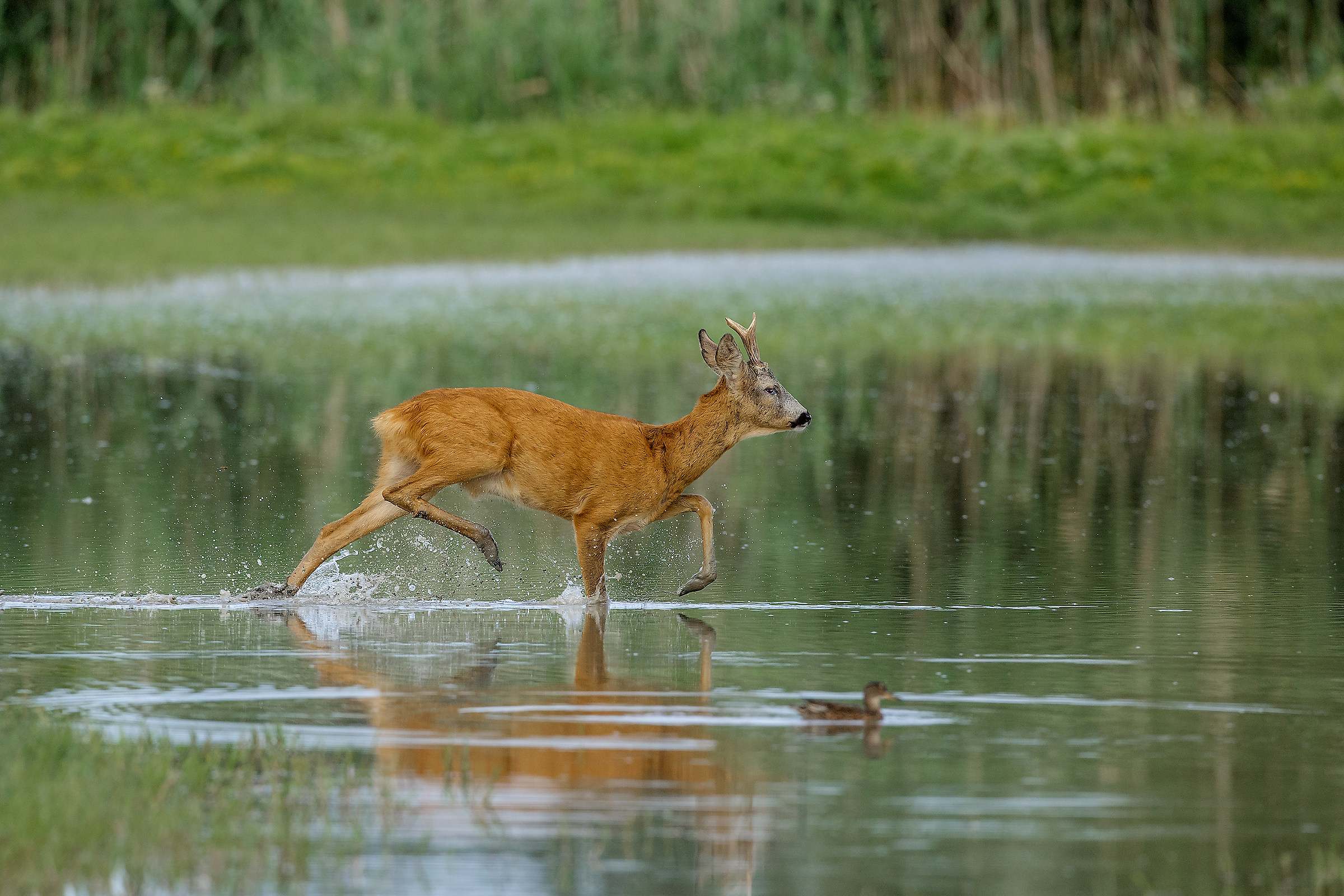 capriolo in fuga da vedere hd