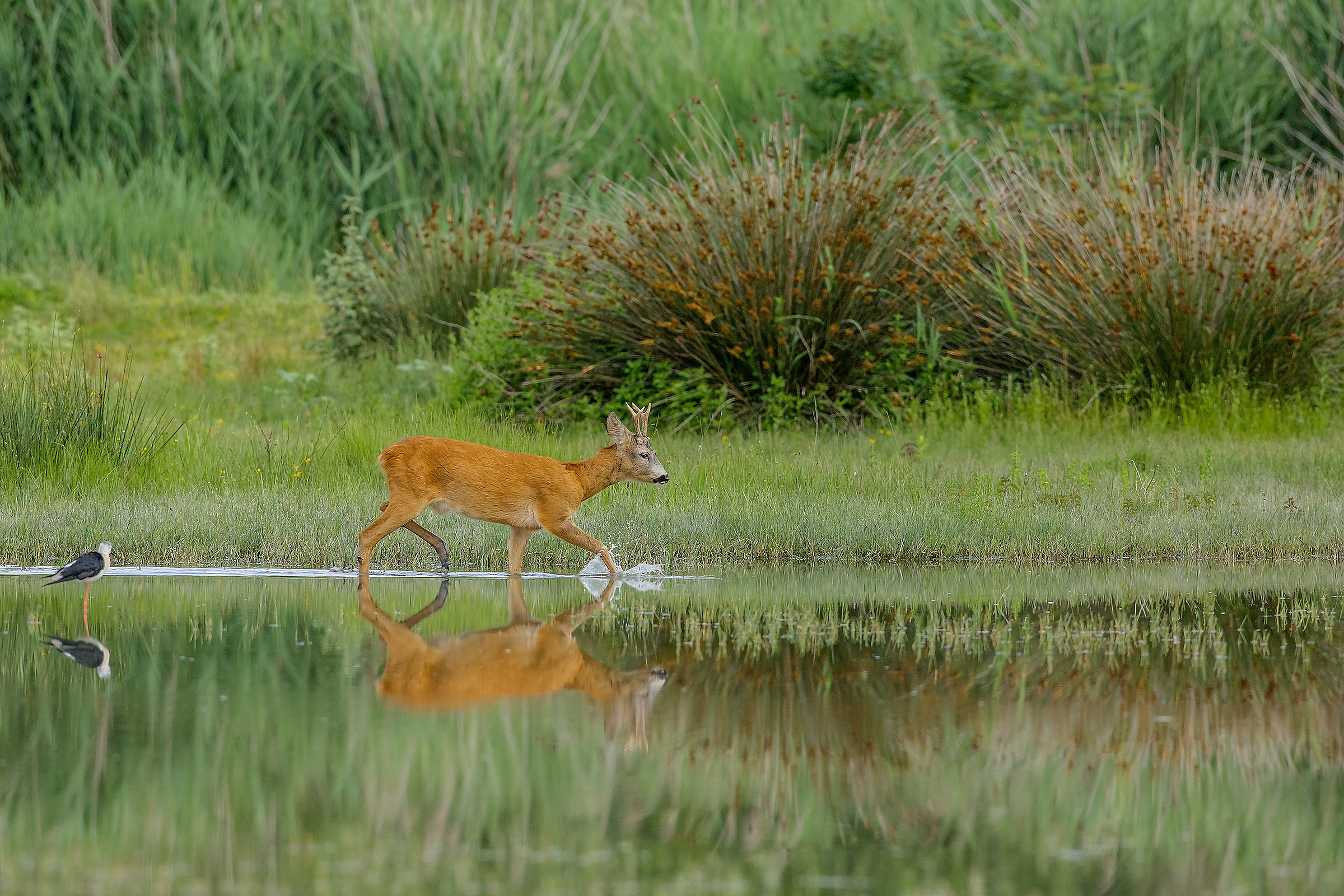 capriolo riflesso   da vedere hd