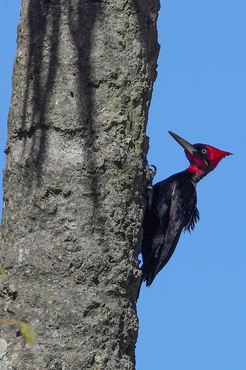 Campephilus leucopogon
