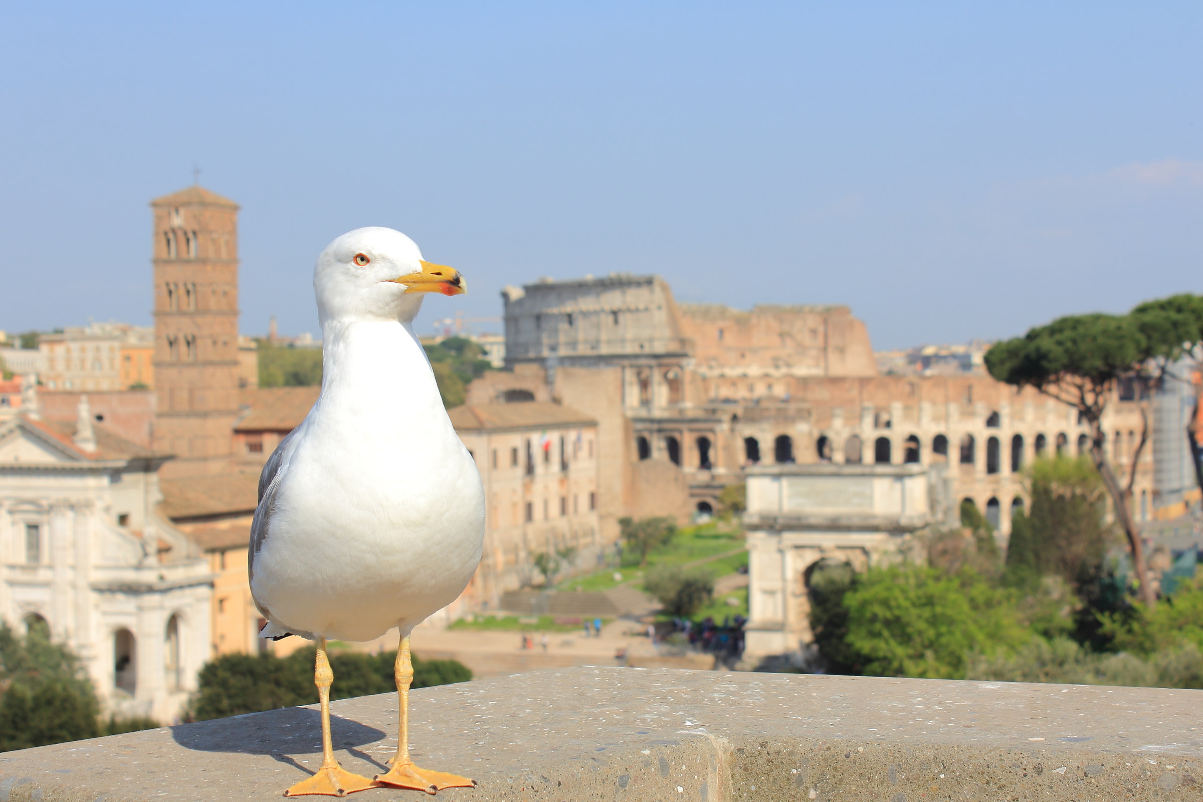 il gabbiano impettito