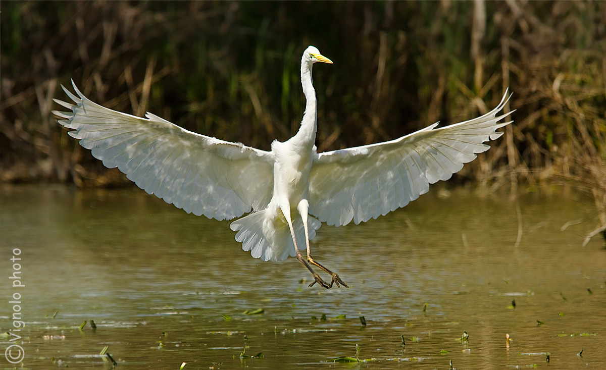 Airone bianco maggiore