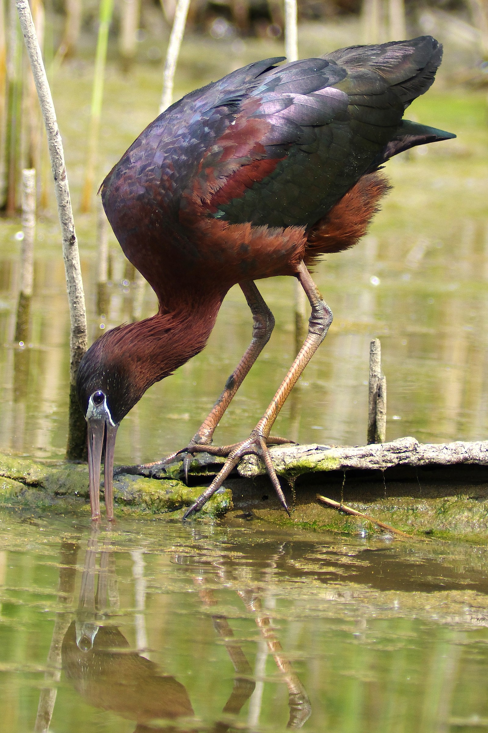 Glossy ibis