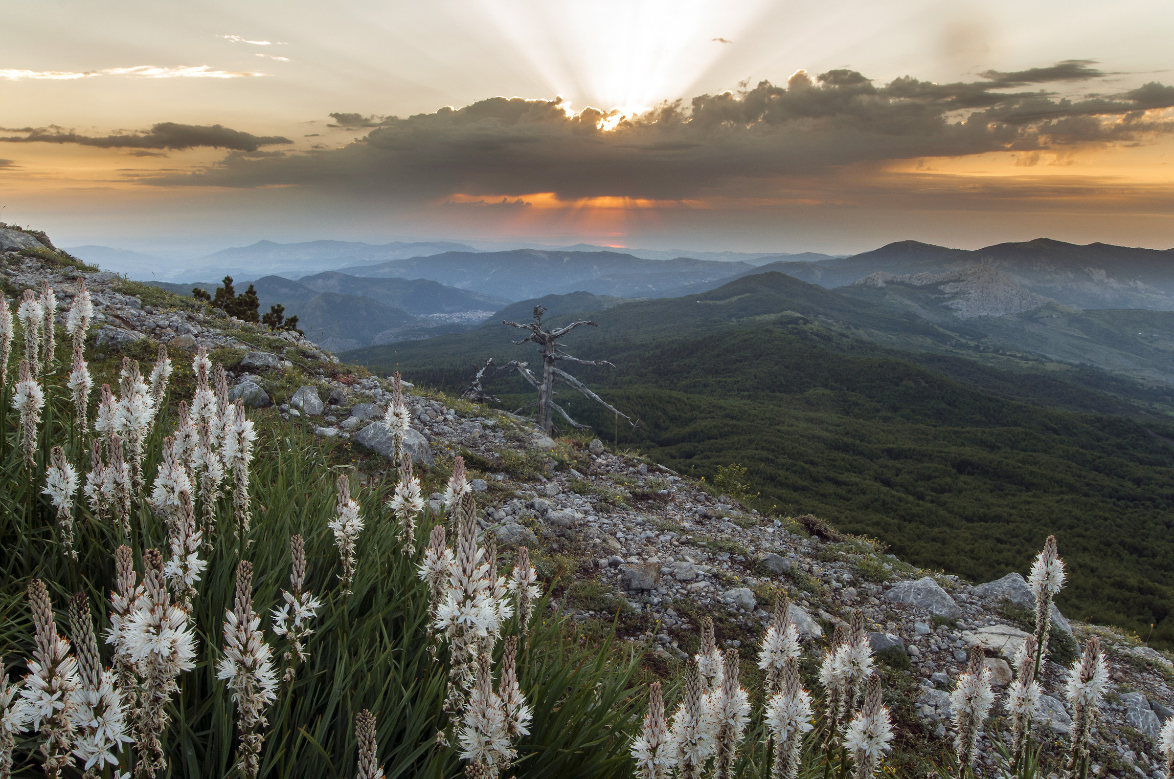 Alba by Harness of Crispus-Pollino National Park