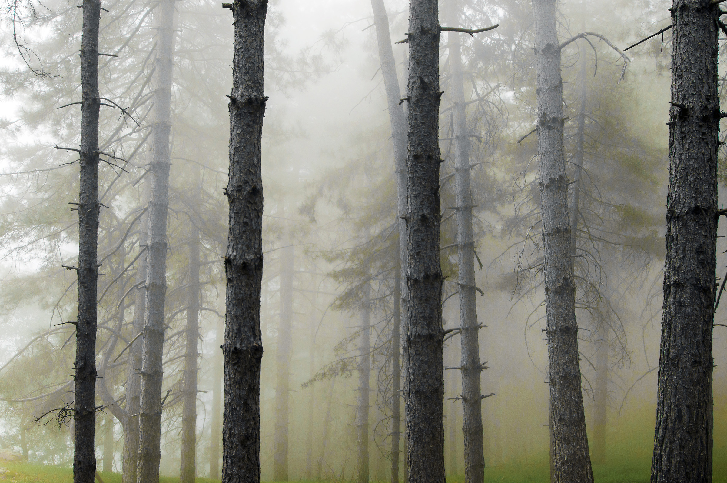 Mistycal Pinewood.Parco Sila National