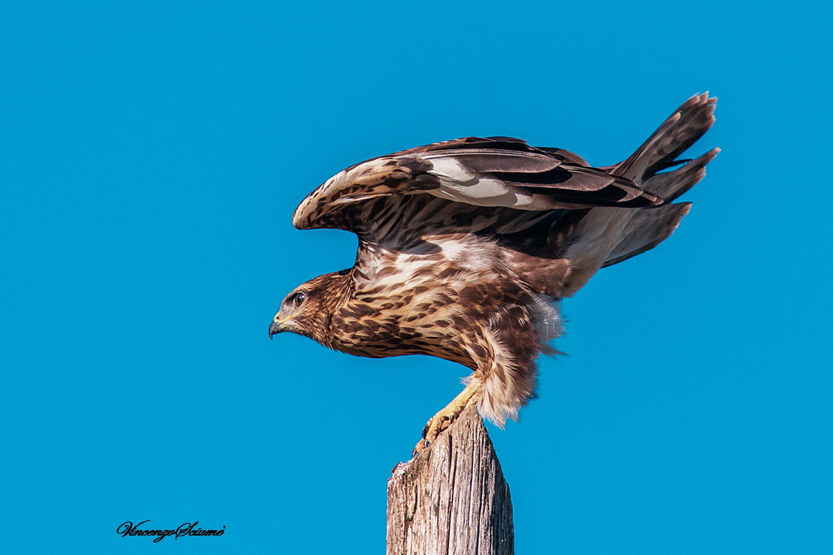 Buzzard