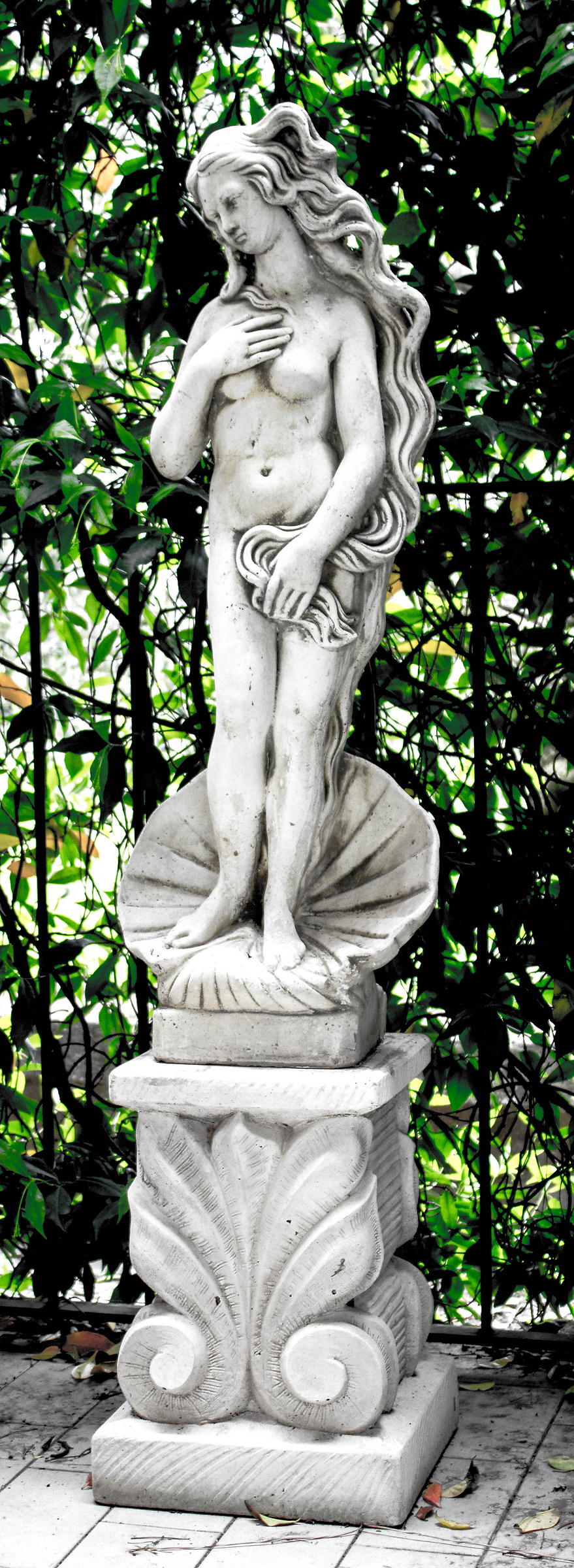 a Venus in the garden