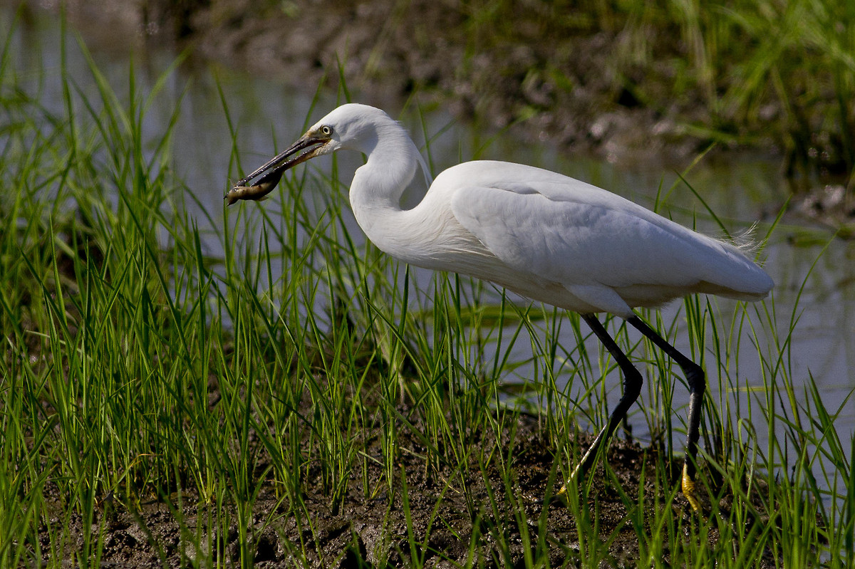 egret