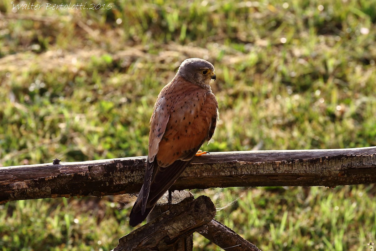 My friend kestrel
