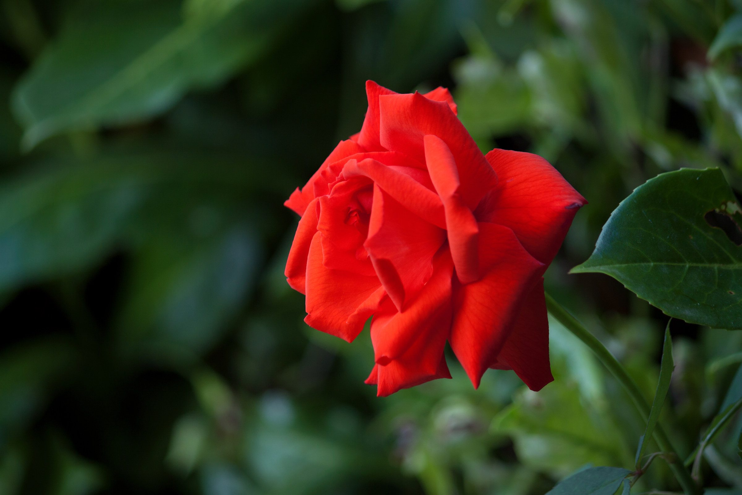 Il simbolo dell'amore