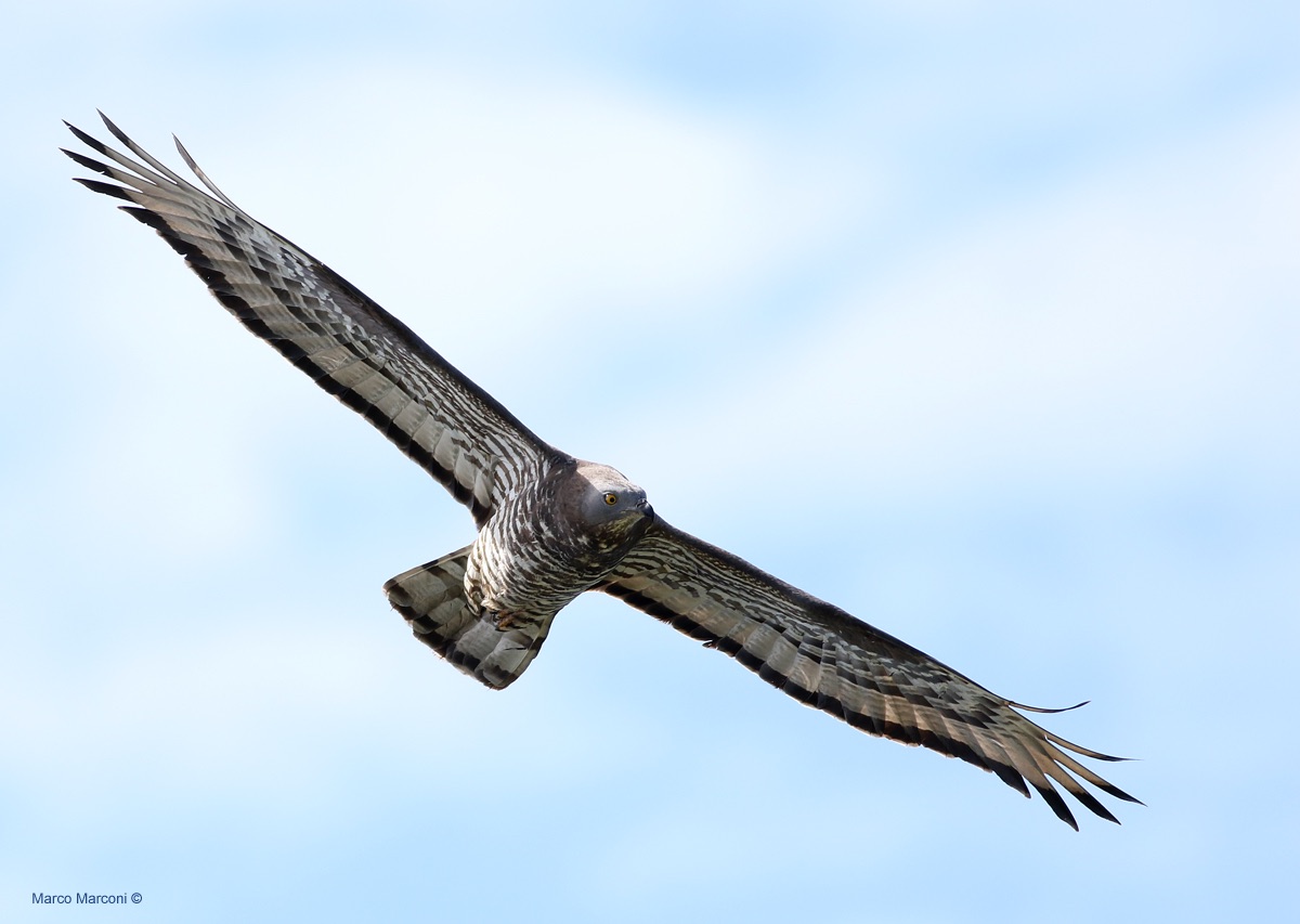 Falco pecchiaiolo maschio