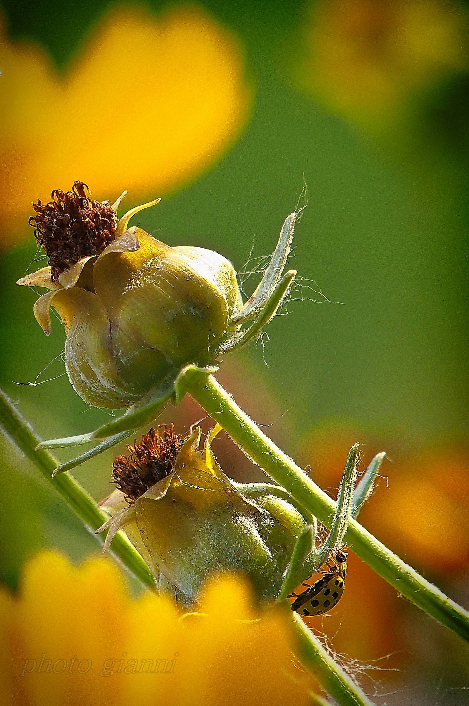 .... tiny little one ...