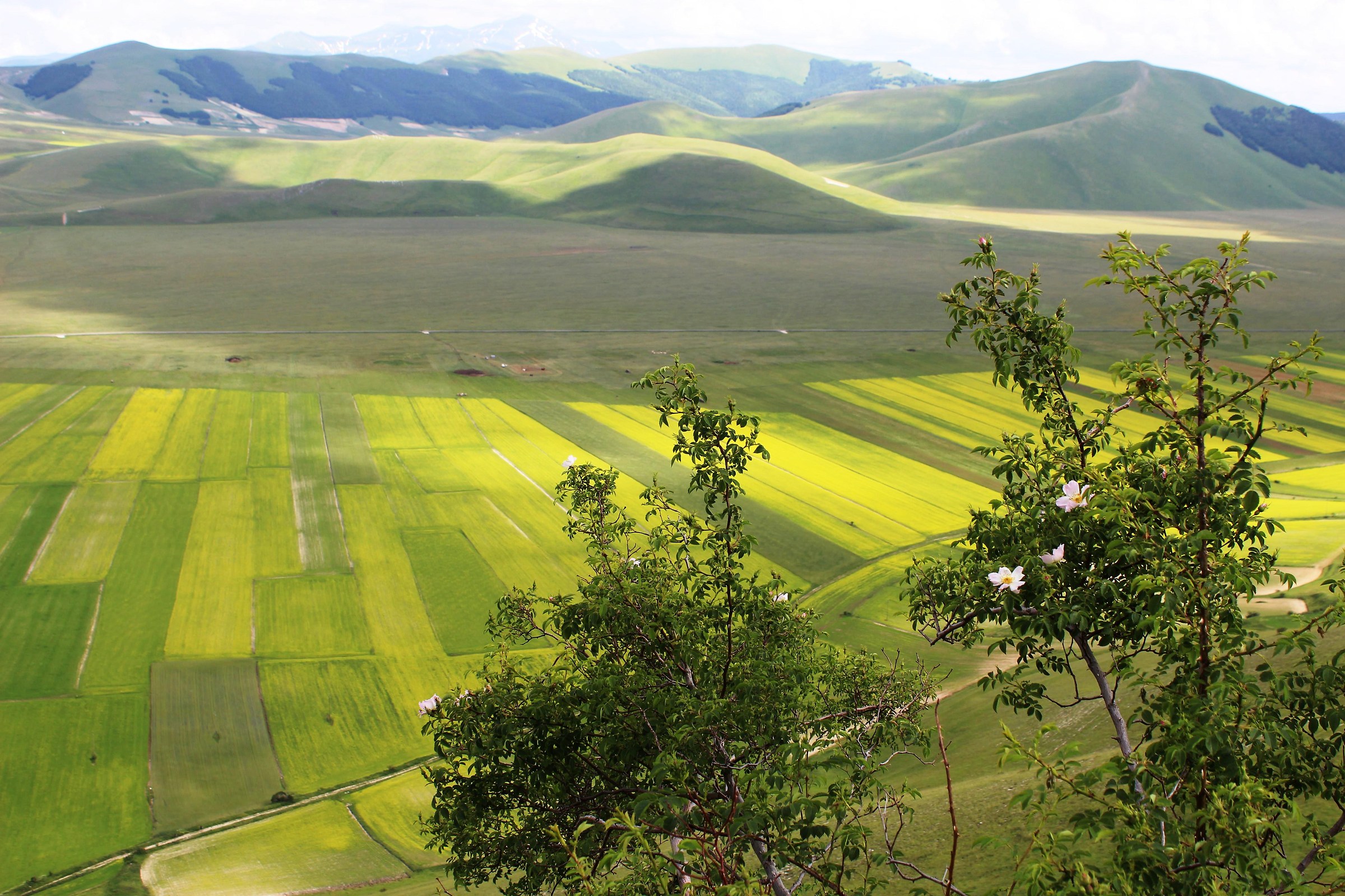 Behind the flowers bloom ...