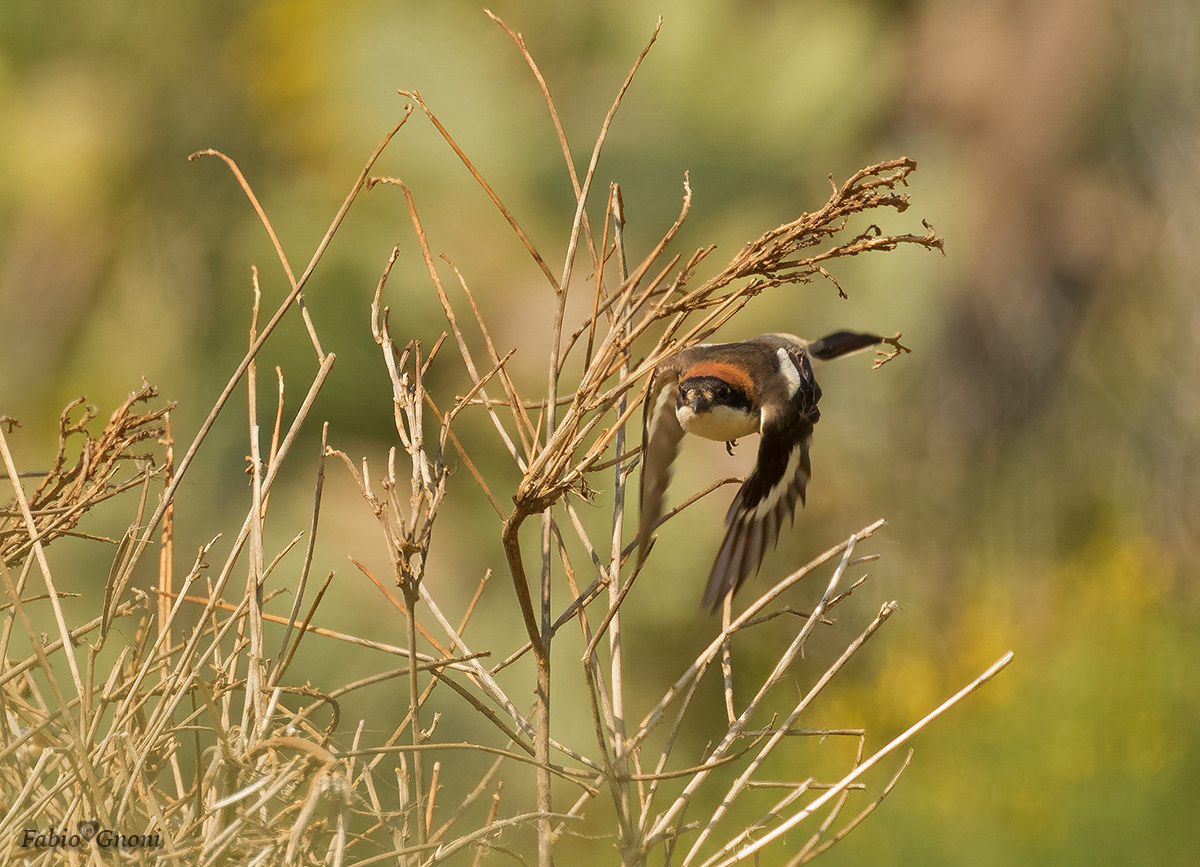 The fledging of Woodchat
