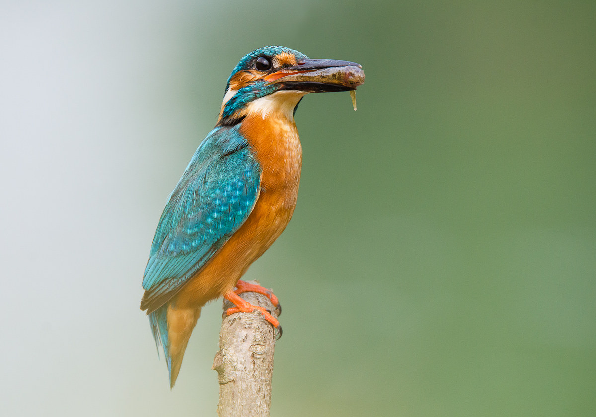 Kingfisher