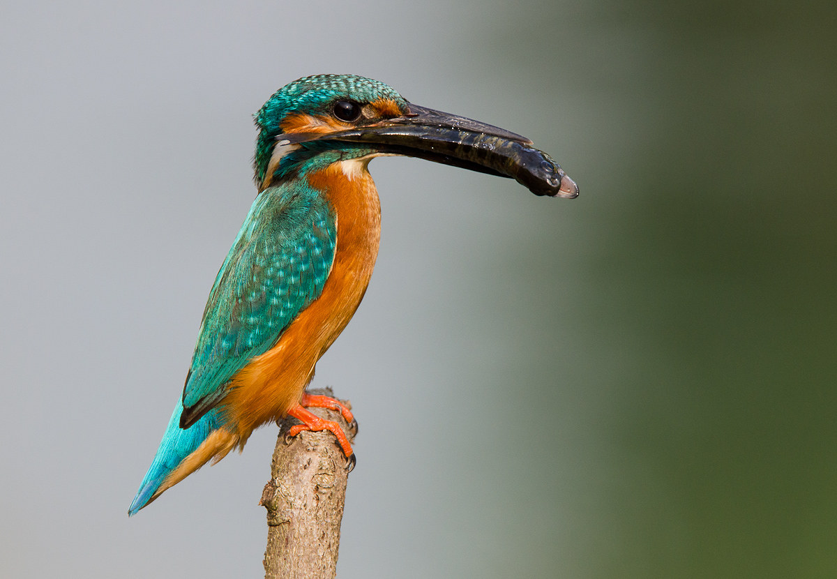 Kingfisher
