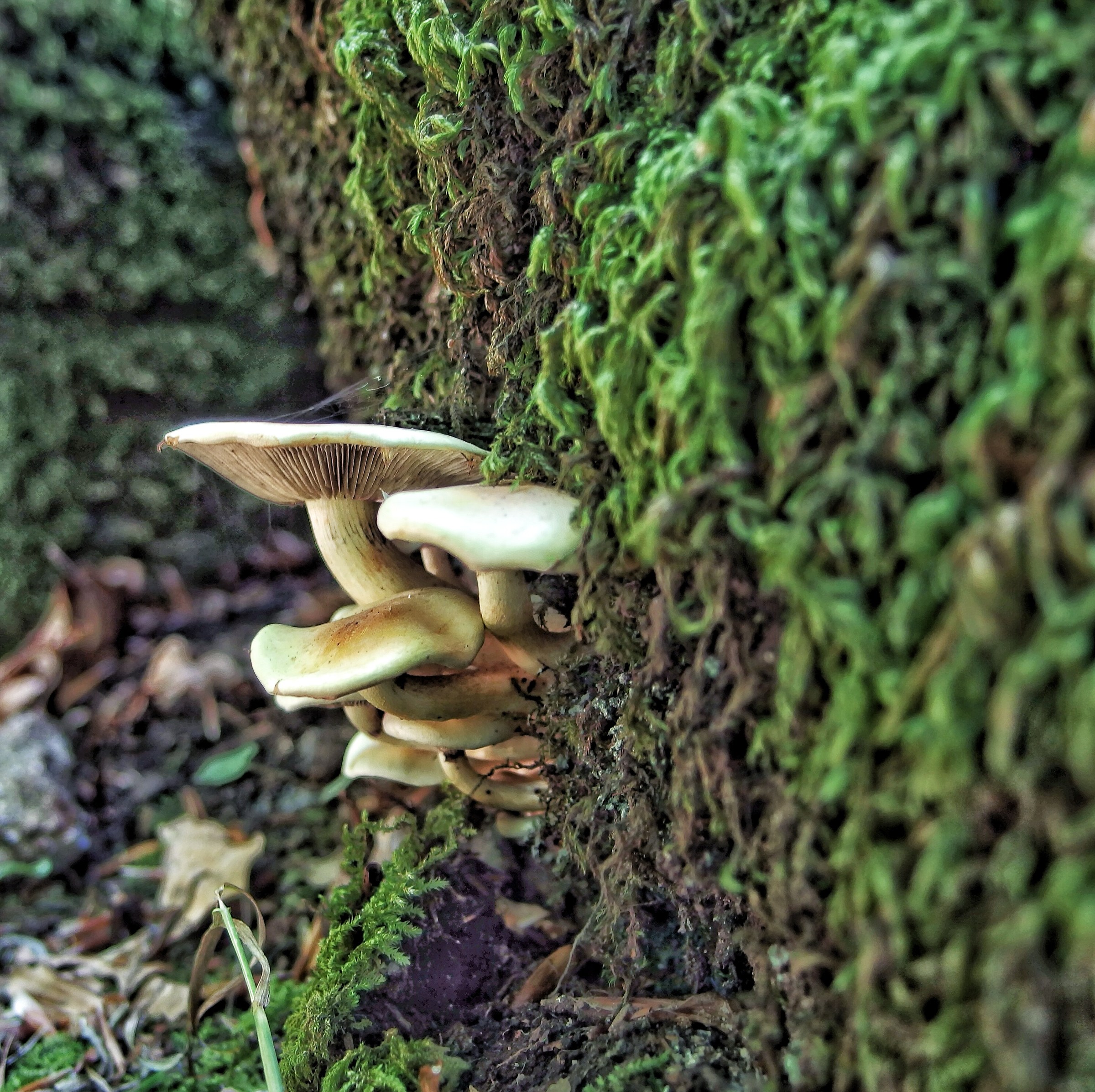 Mushrooms in aspromonte