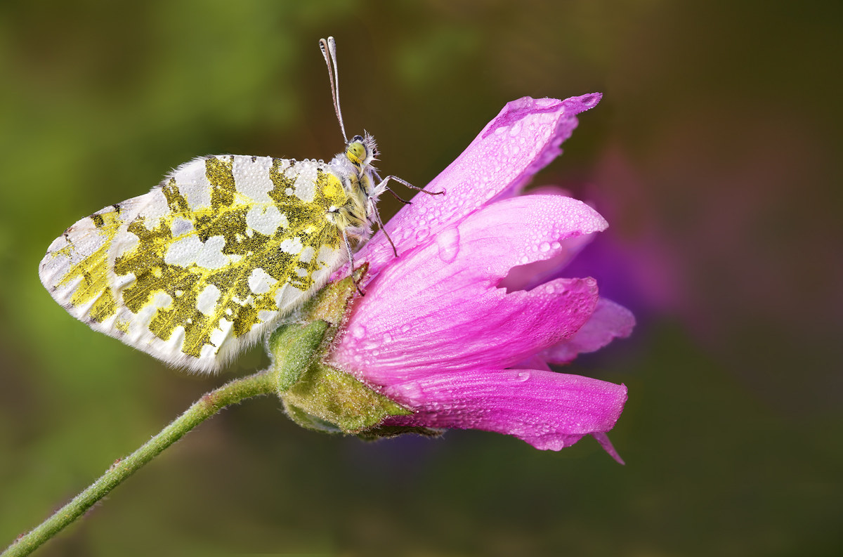 Anthocharis cardamines femmina