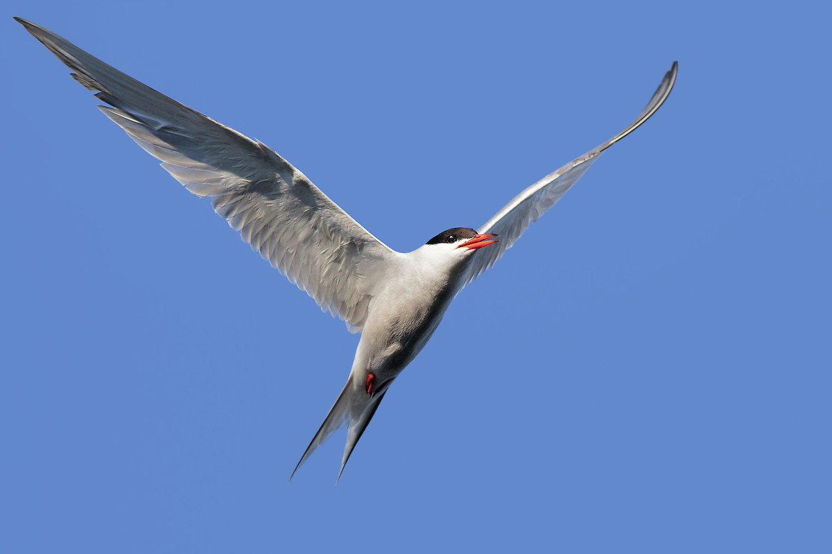 Sterna comune in volo