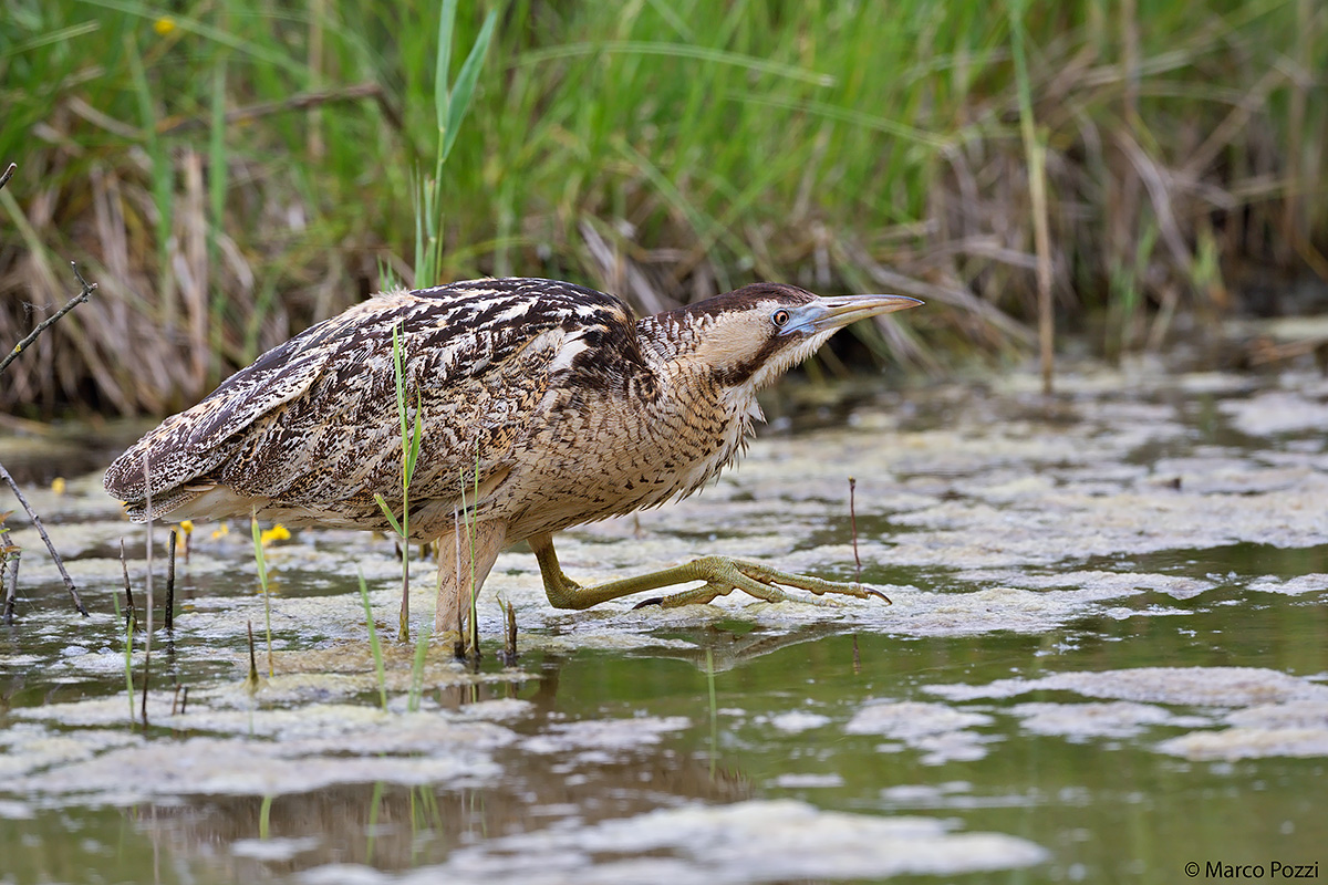 Bittern