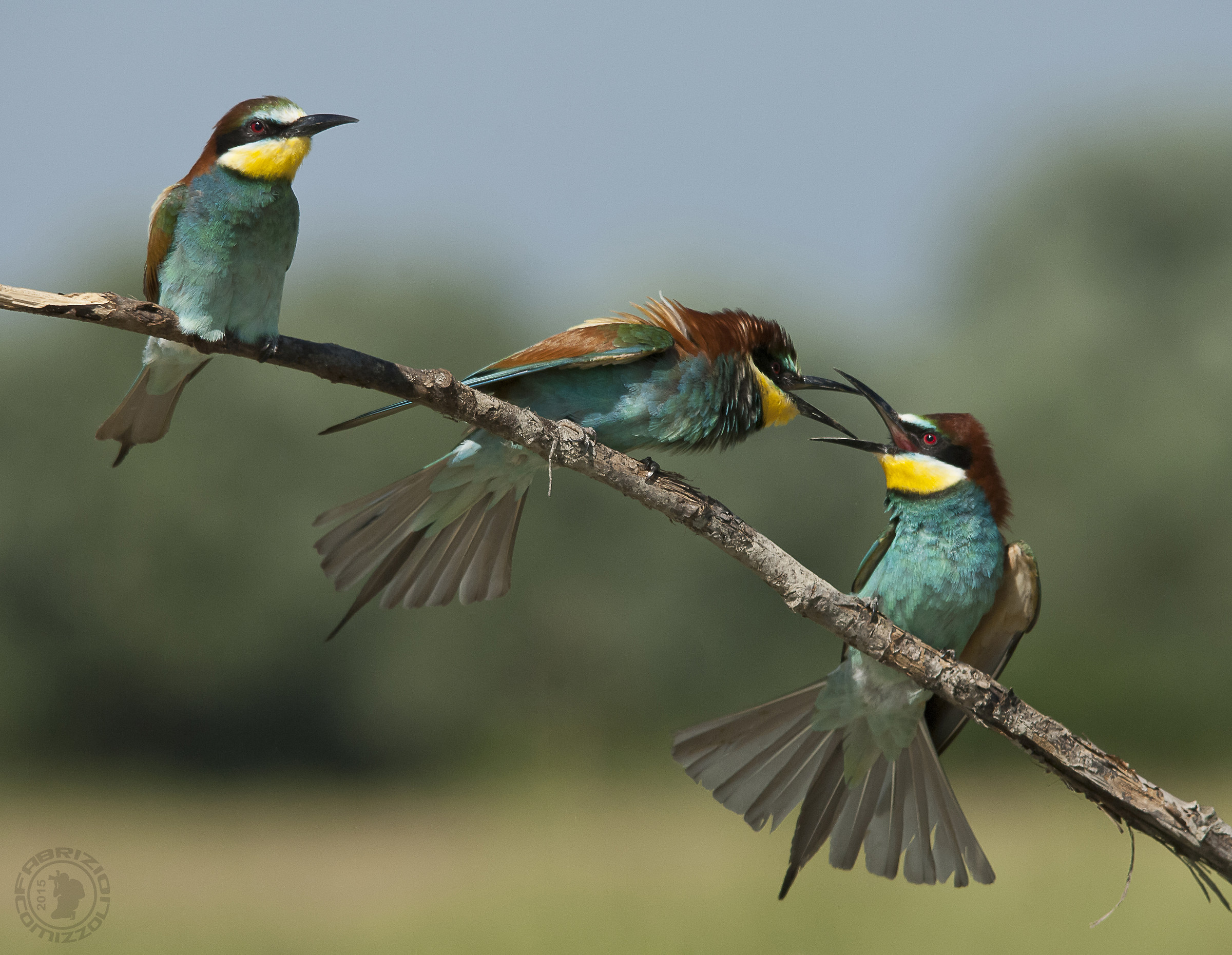 Eater - Merops apiaster