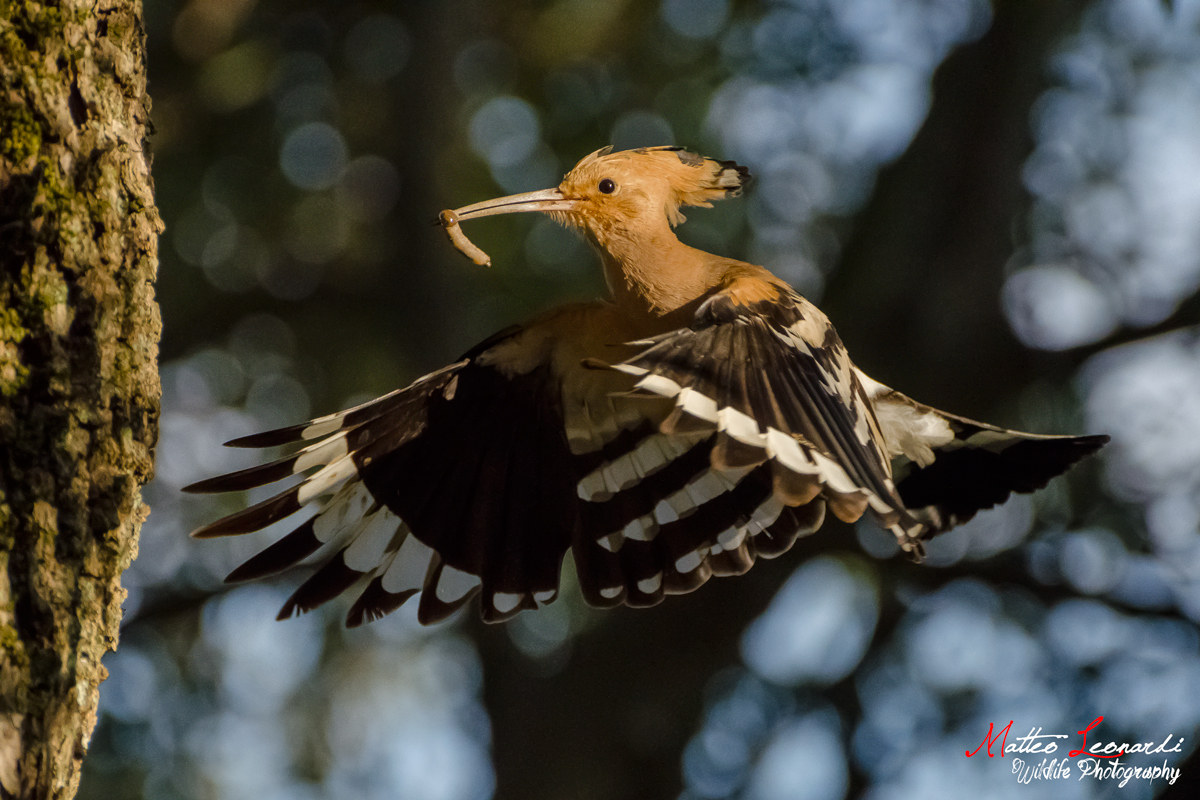 Upupa in arrivo al nido